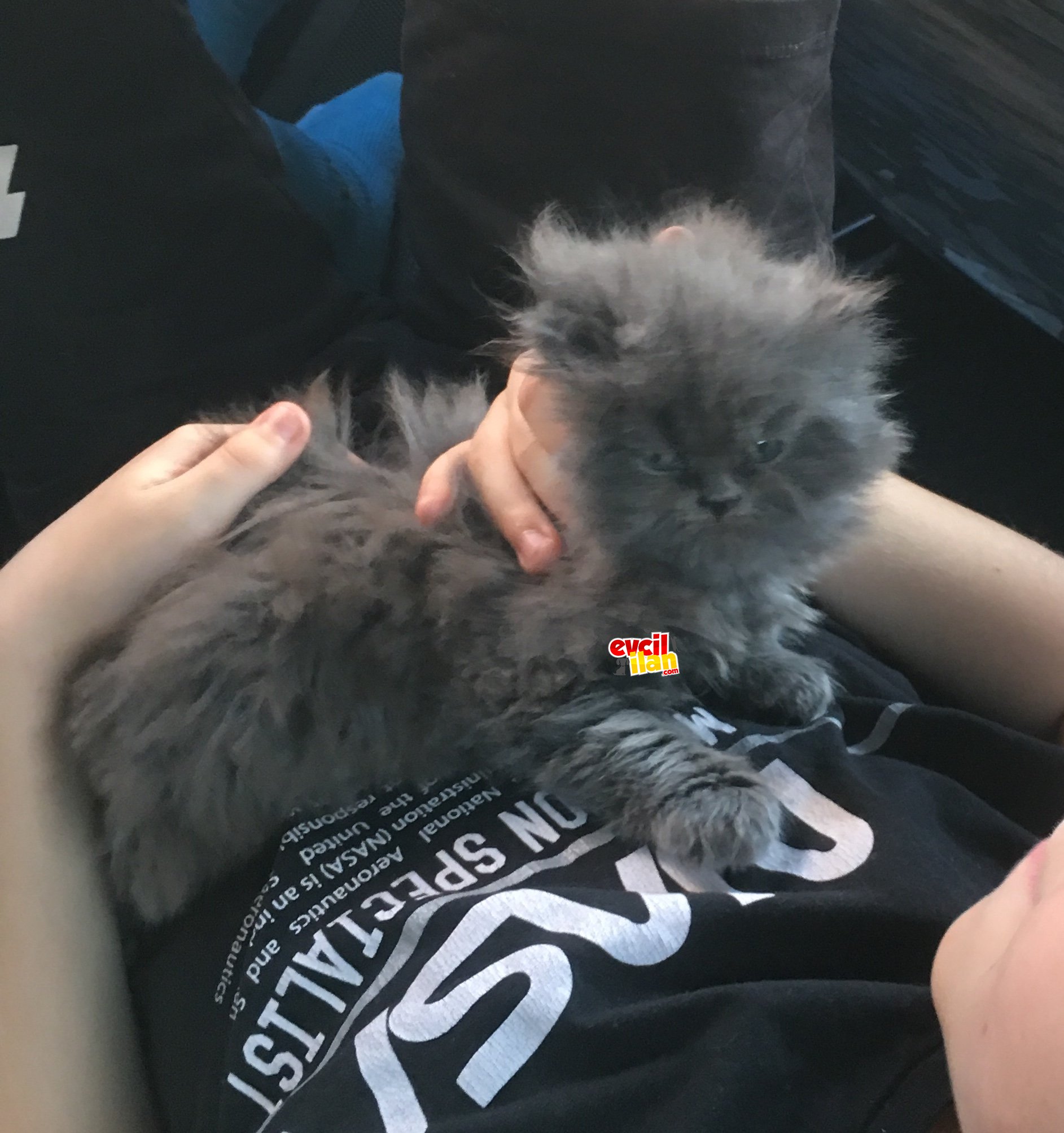 2 aylık erkek british shorthair