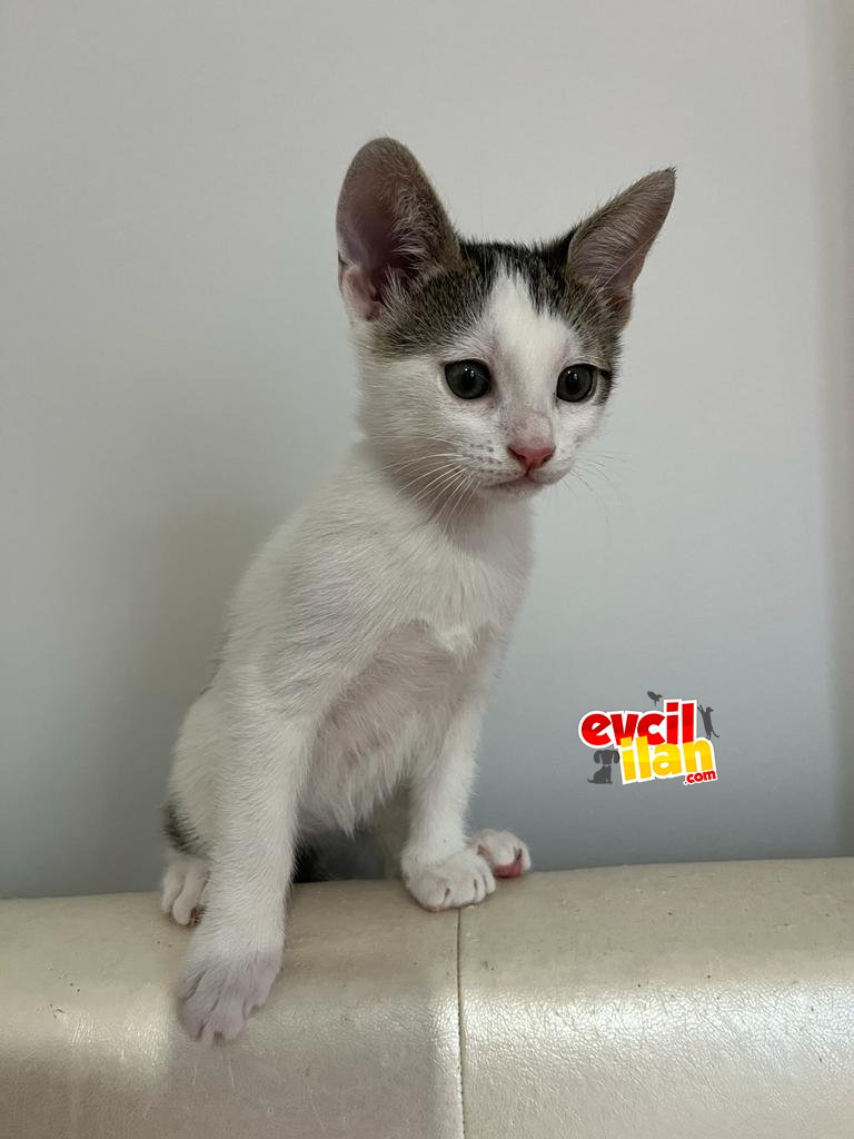 2 aylık erkek kedi 