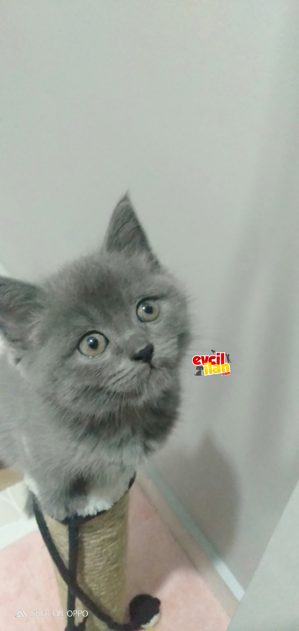 2 aylık erkek shorthair 