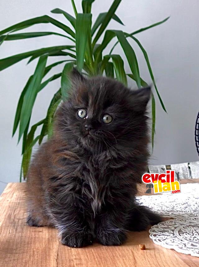 2 aylık Erkek yavrumuz yeni yuvasını arıyor