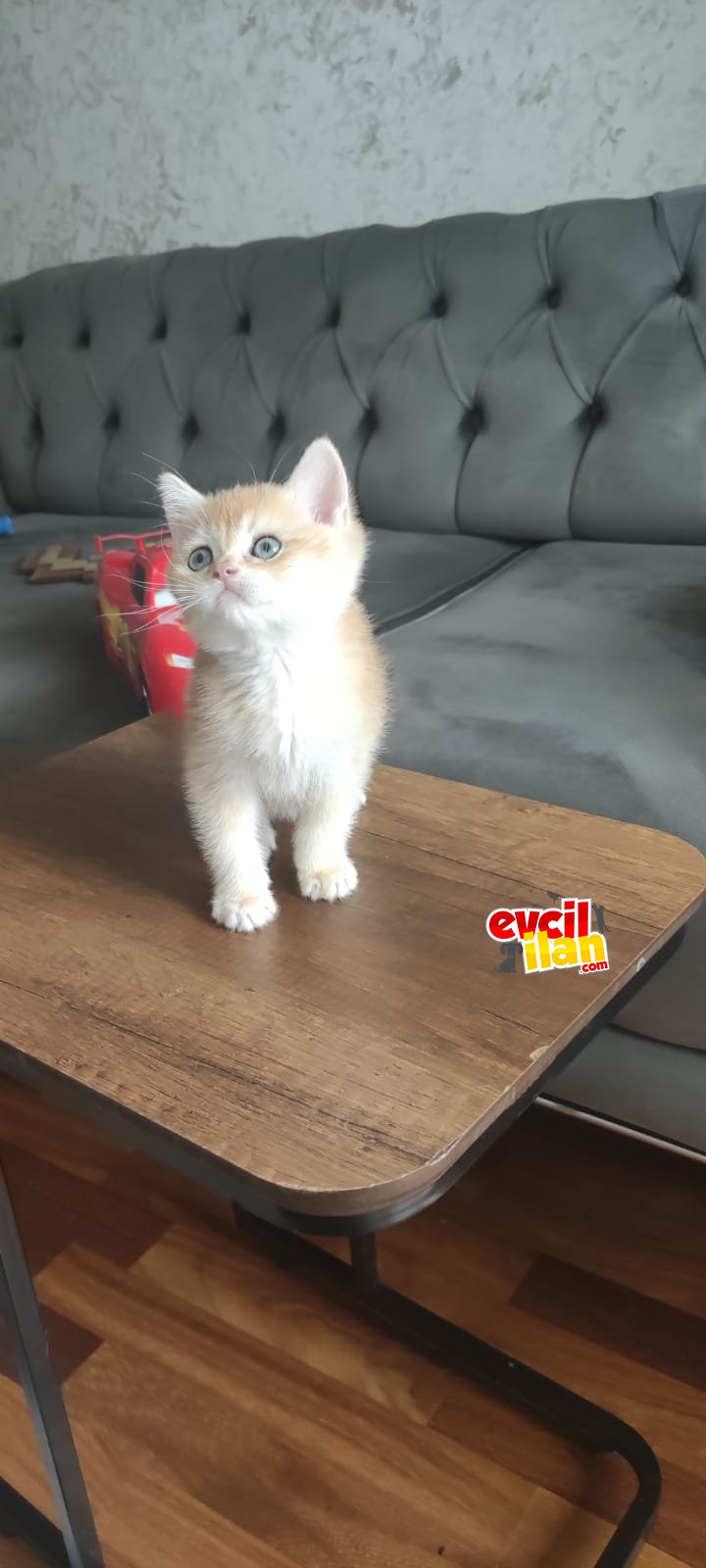 2 aylık erkek