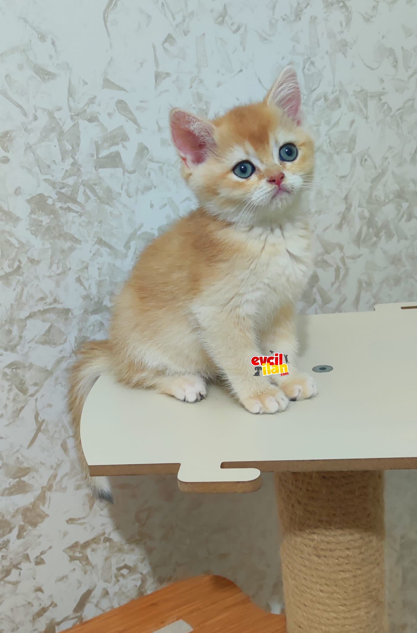 2 aylık erkek