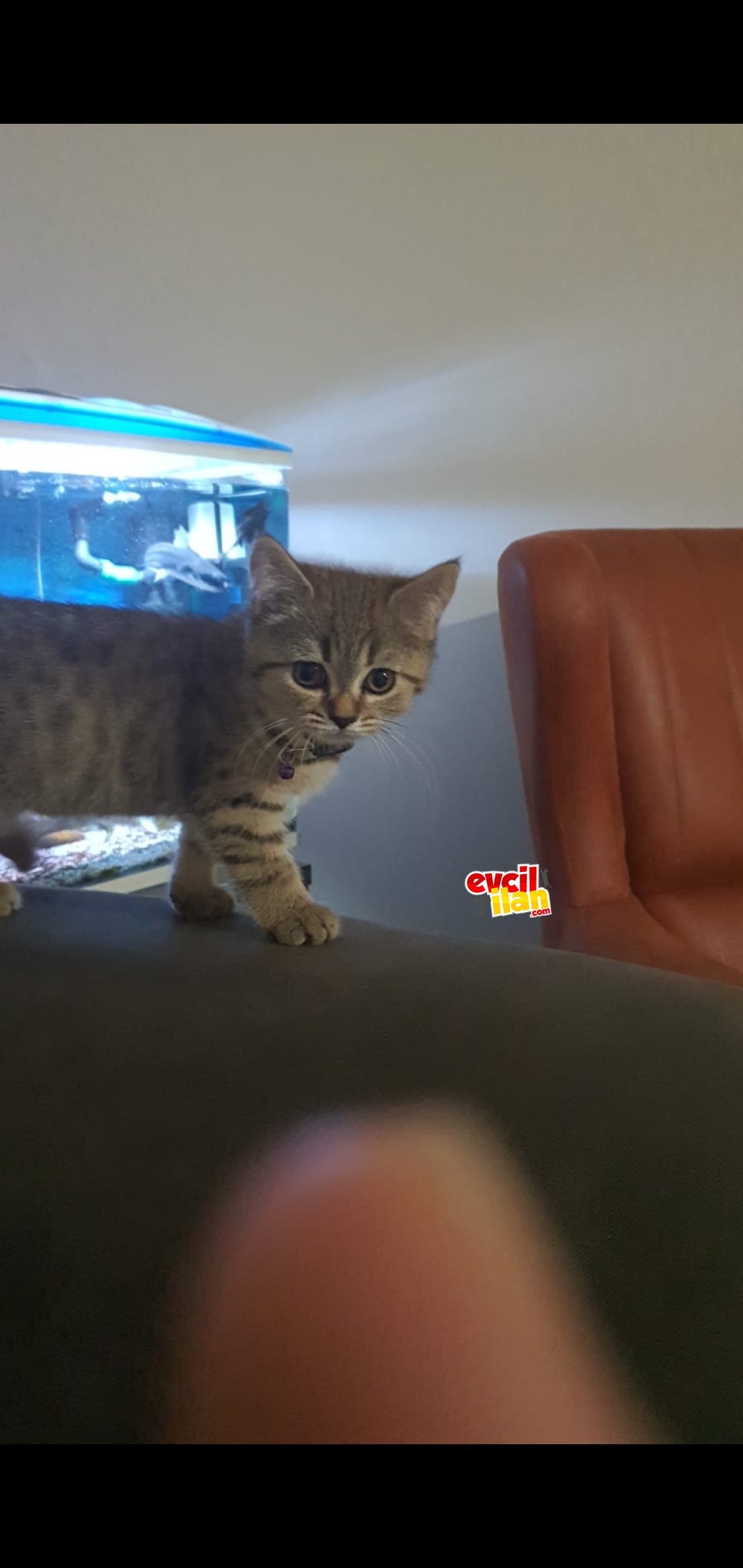 2 aylık gold tabby
