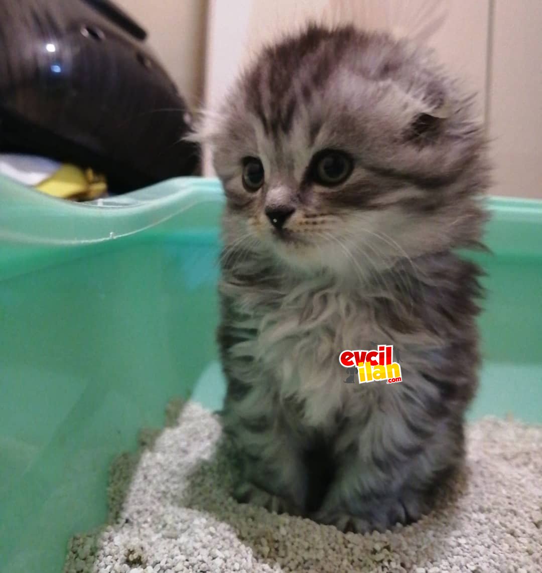 2 aylık kardeşler yeni yuvasını arıyor