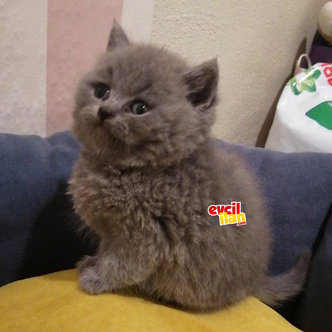 2 aylık kardeşler yeni yuvasını arıyor