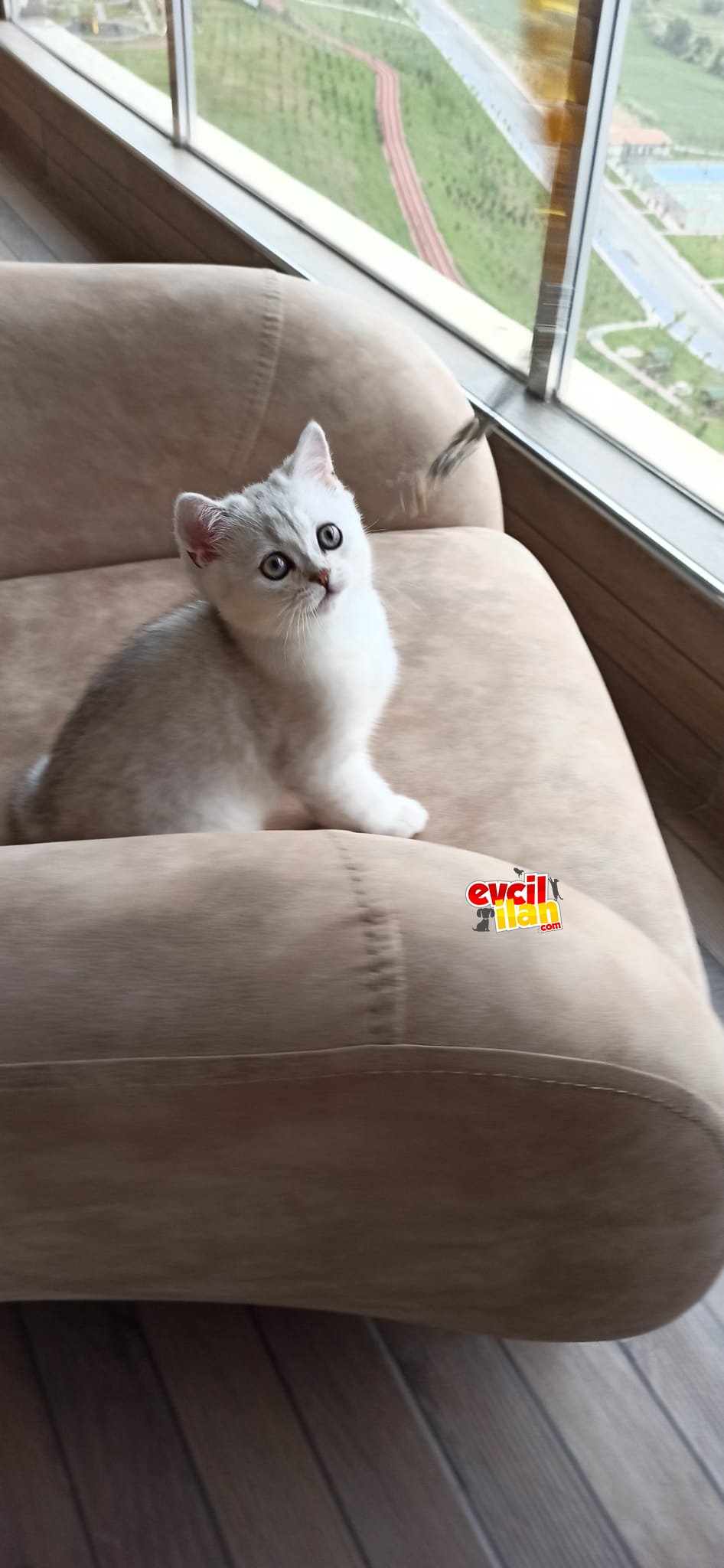 2 aylık kızımız yuva arıyor