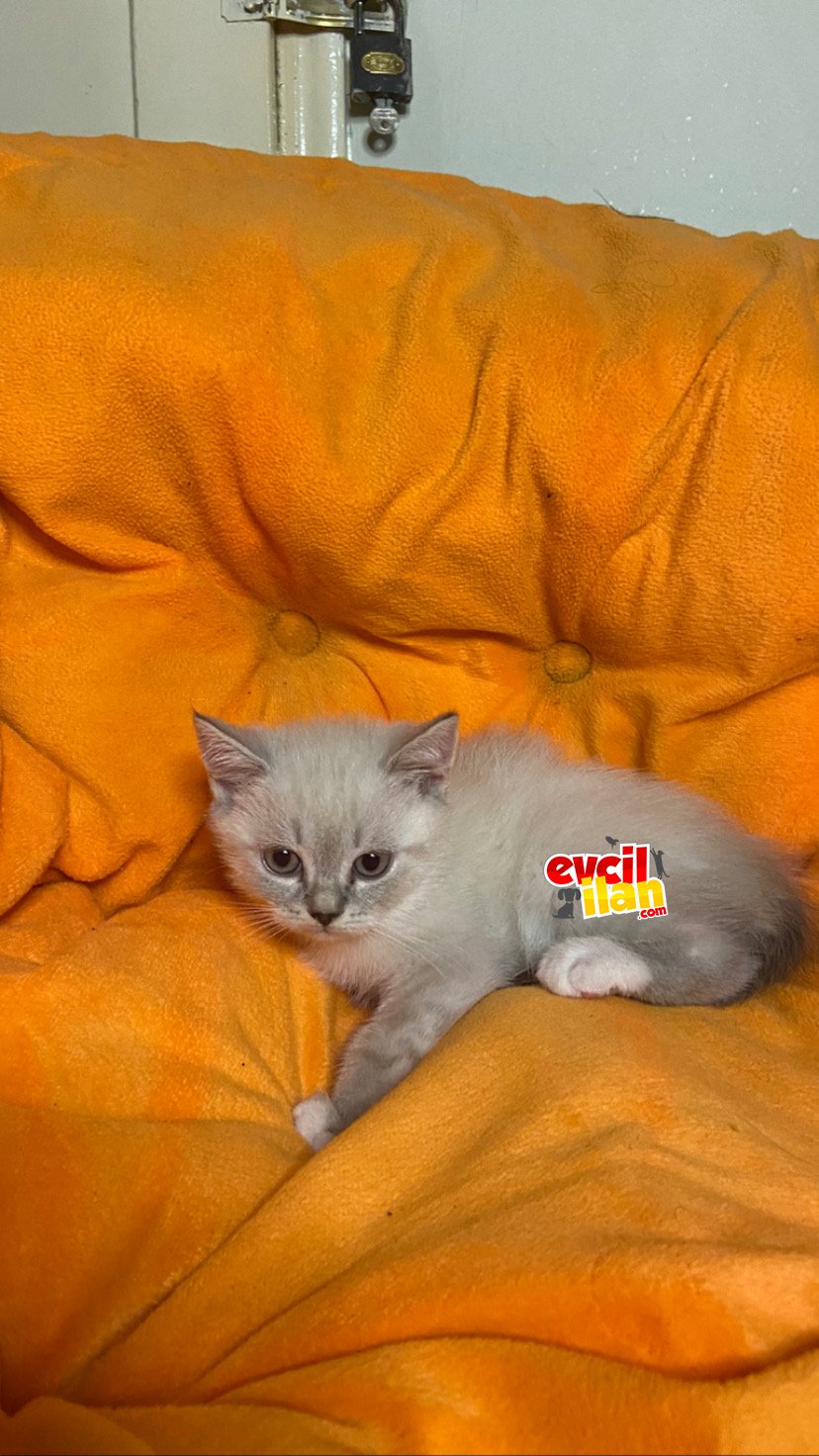 2 Aylık LYNX POİNT UYGUN