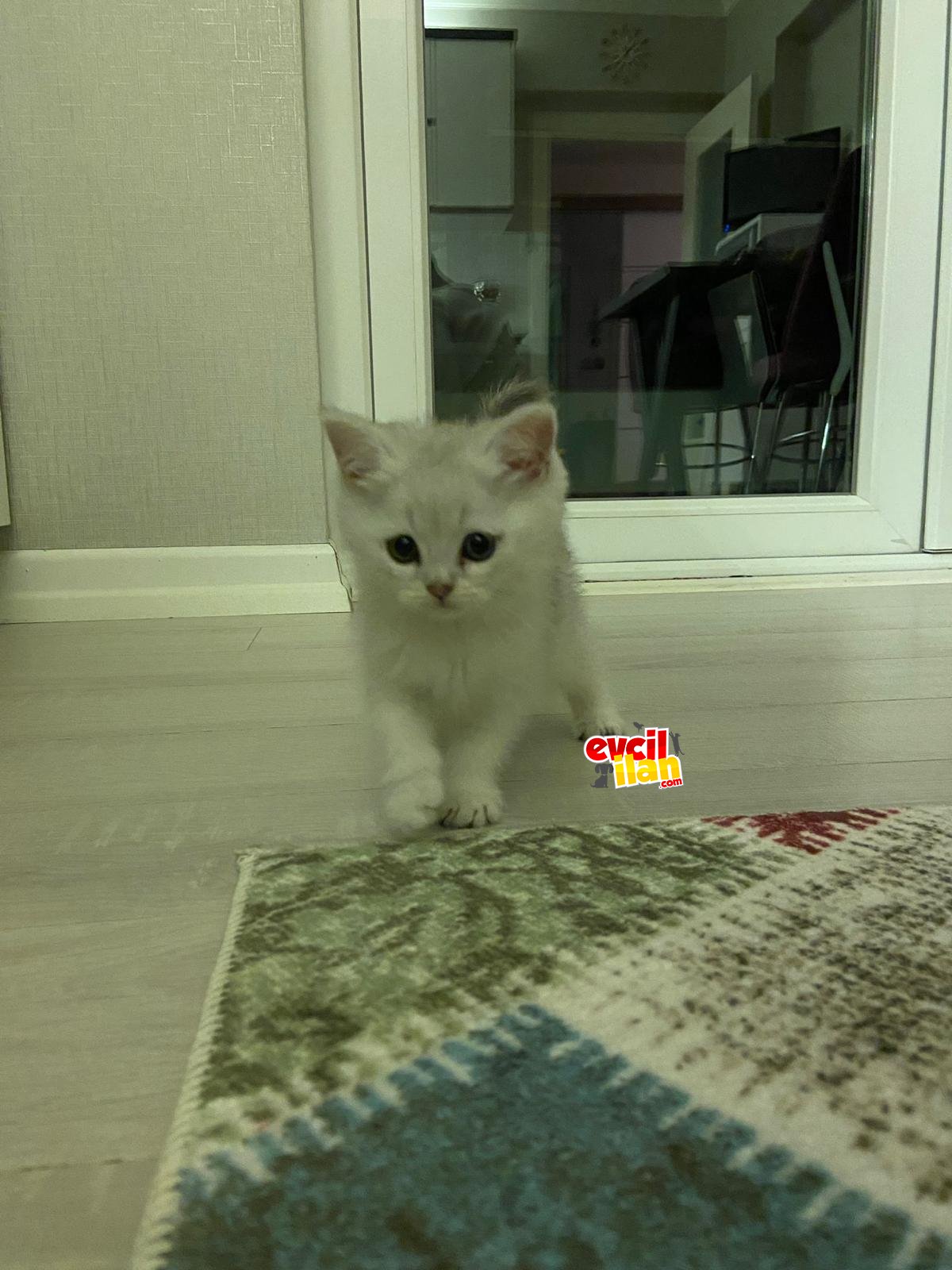 2 Aylık Mükemmel British Shorthair 