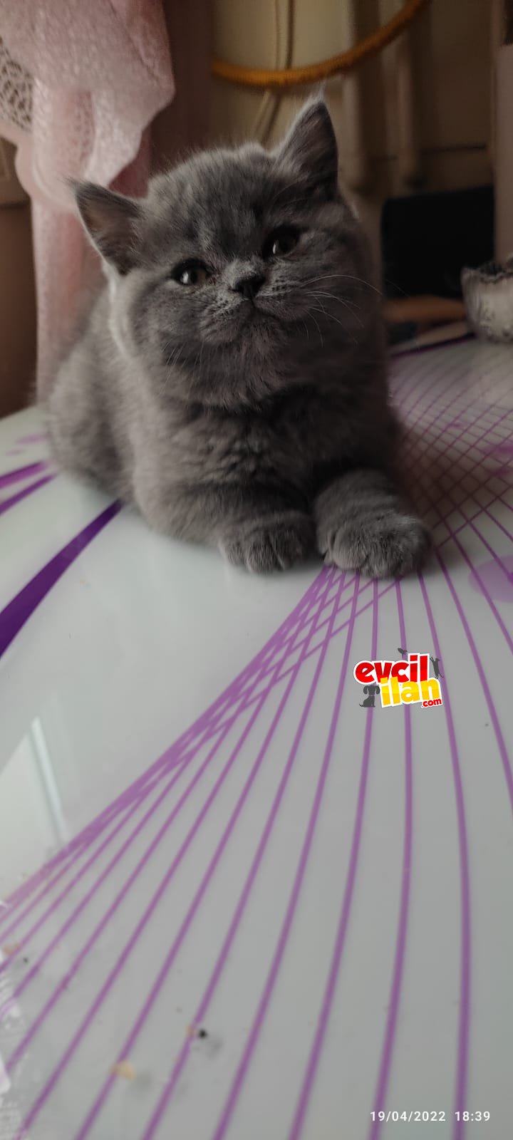 2 aylık orjinal british