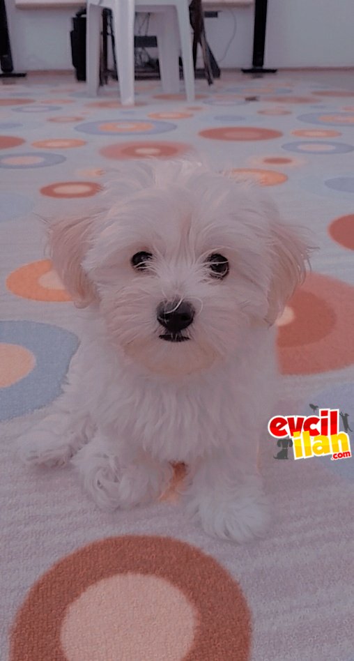 2 Aylık Orjinal Maltese Terrier