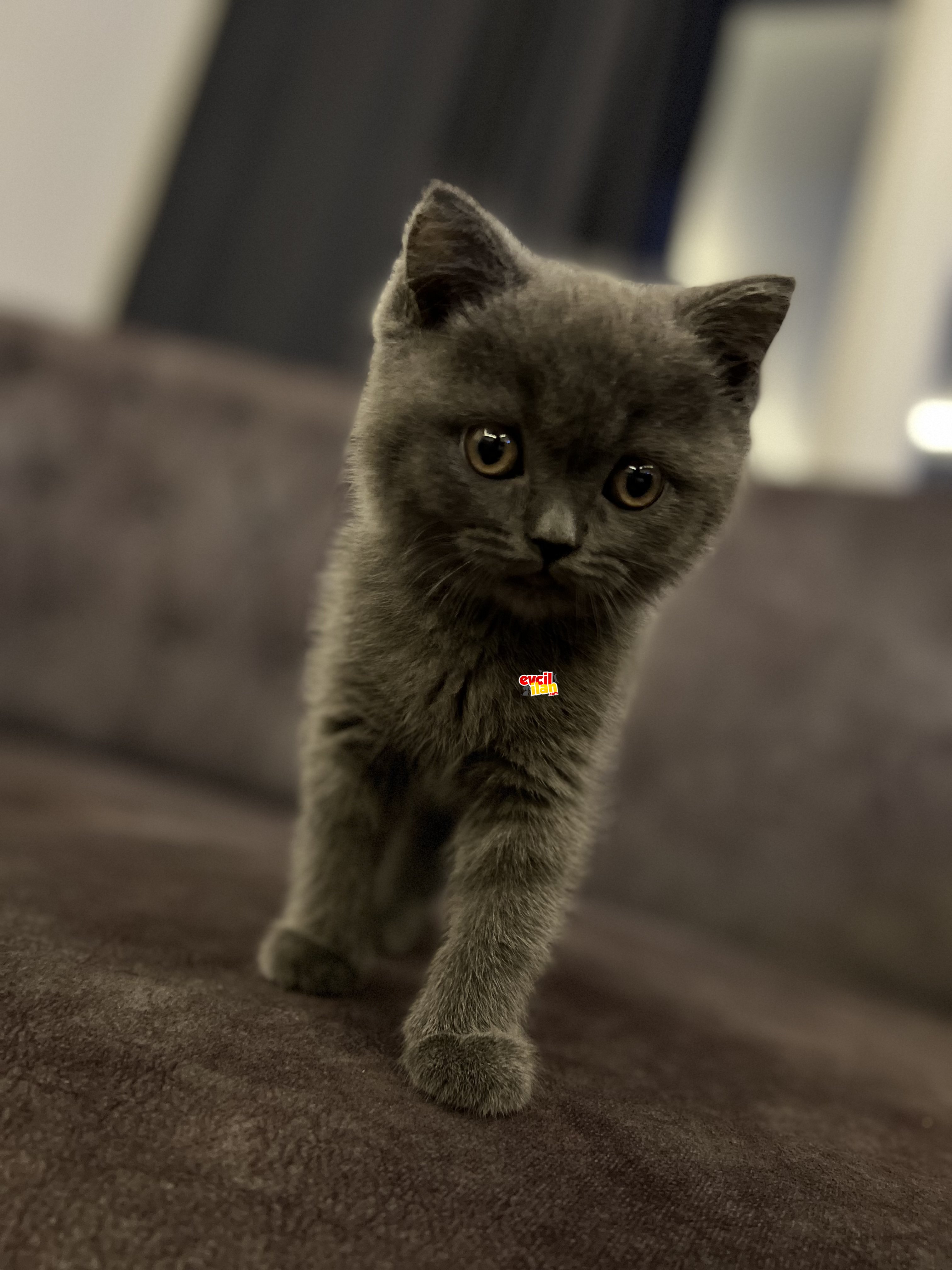 2 aylık pasaport aşılı