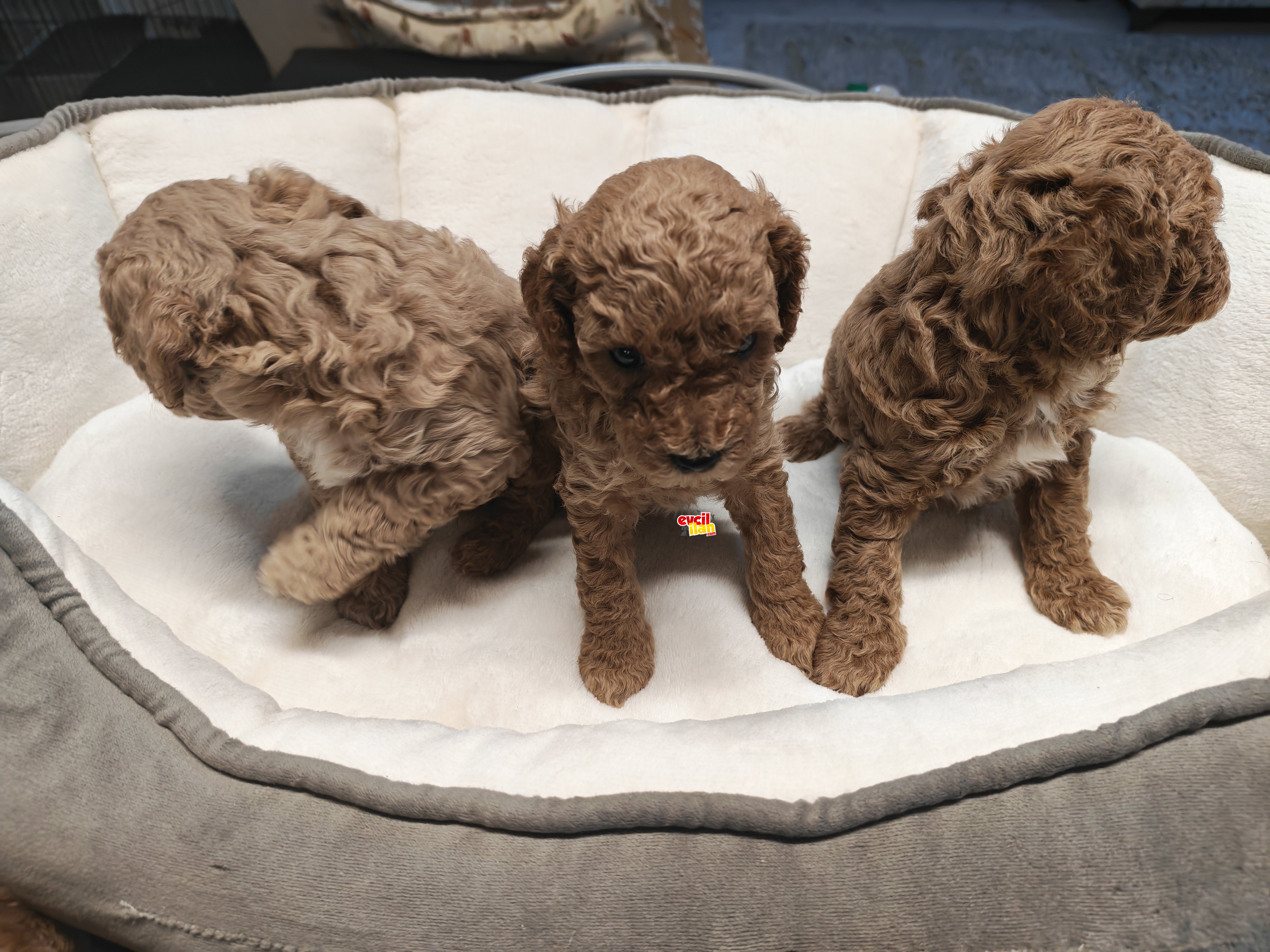 2 aylık poddle yavrularimiz 