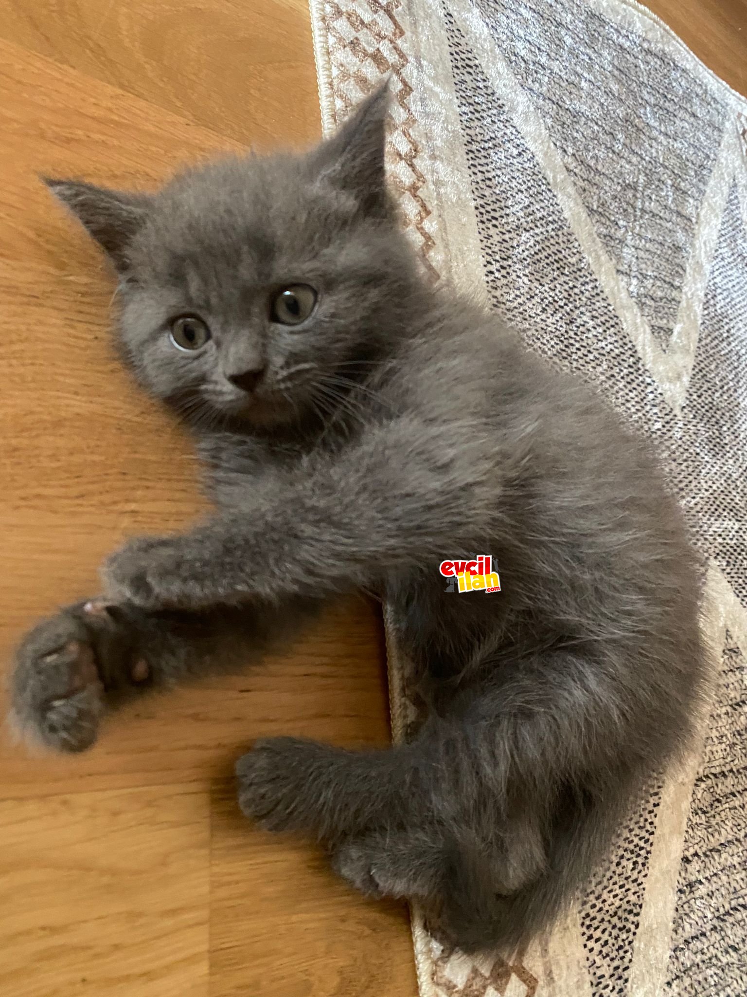 2 aylık Russian blue ve brittish kırması dişi kediler 