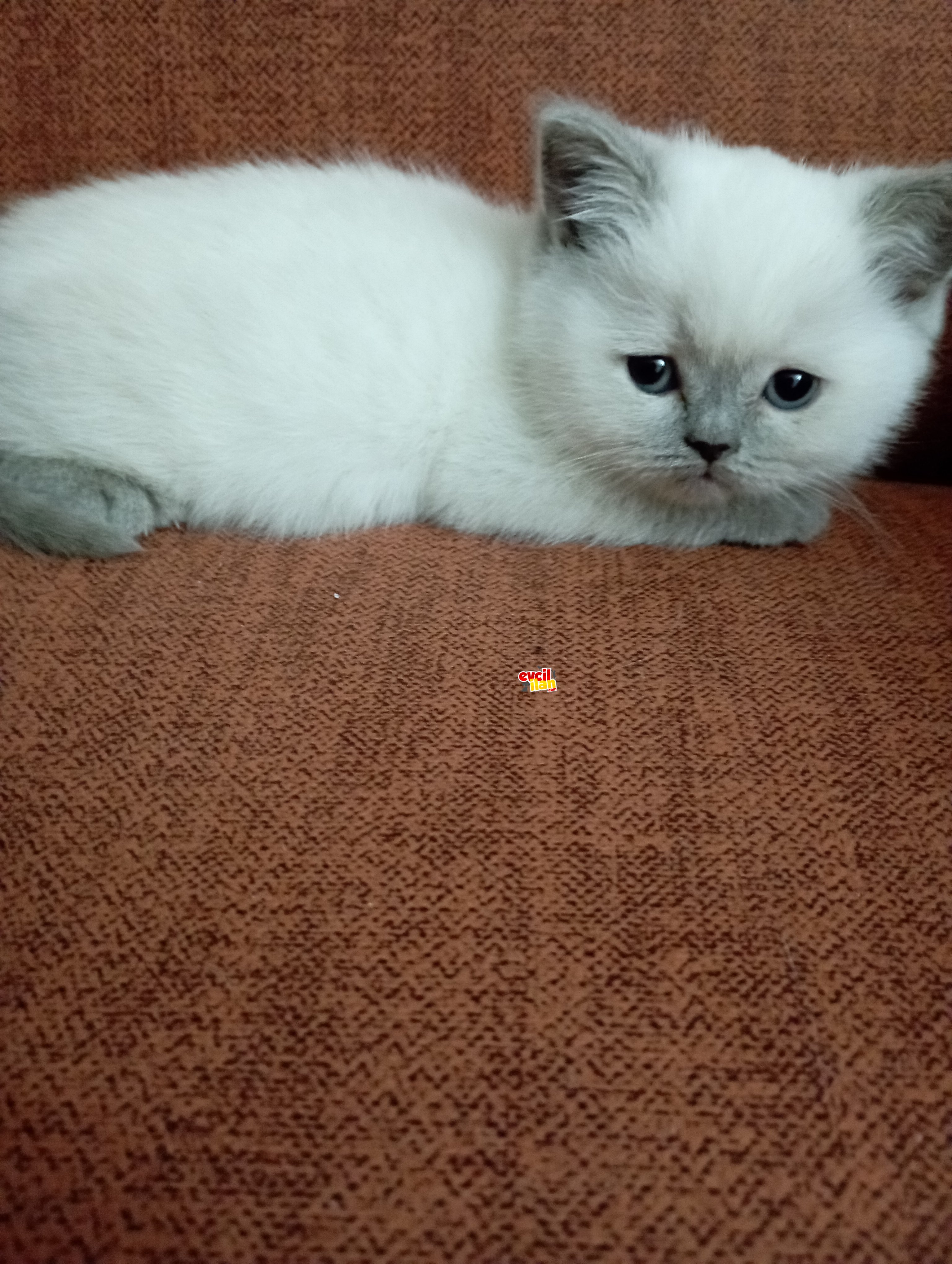 2 aylık safkan bluepoint yavru