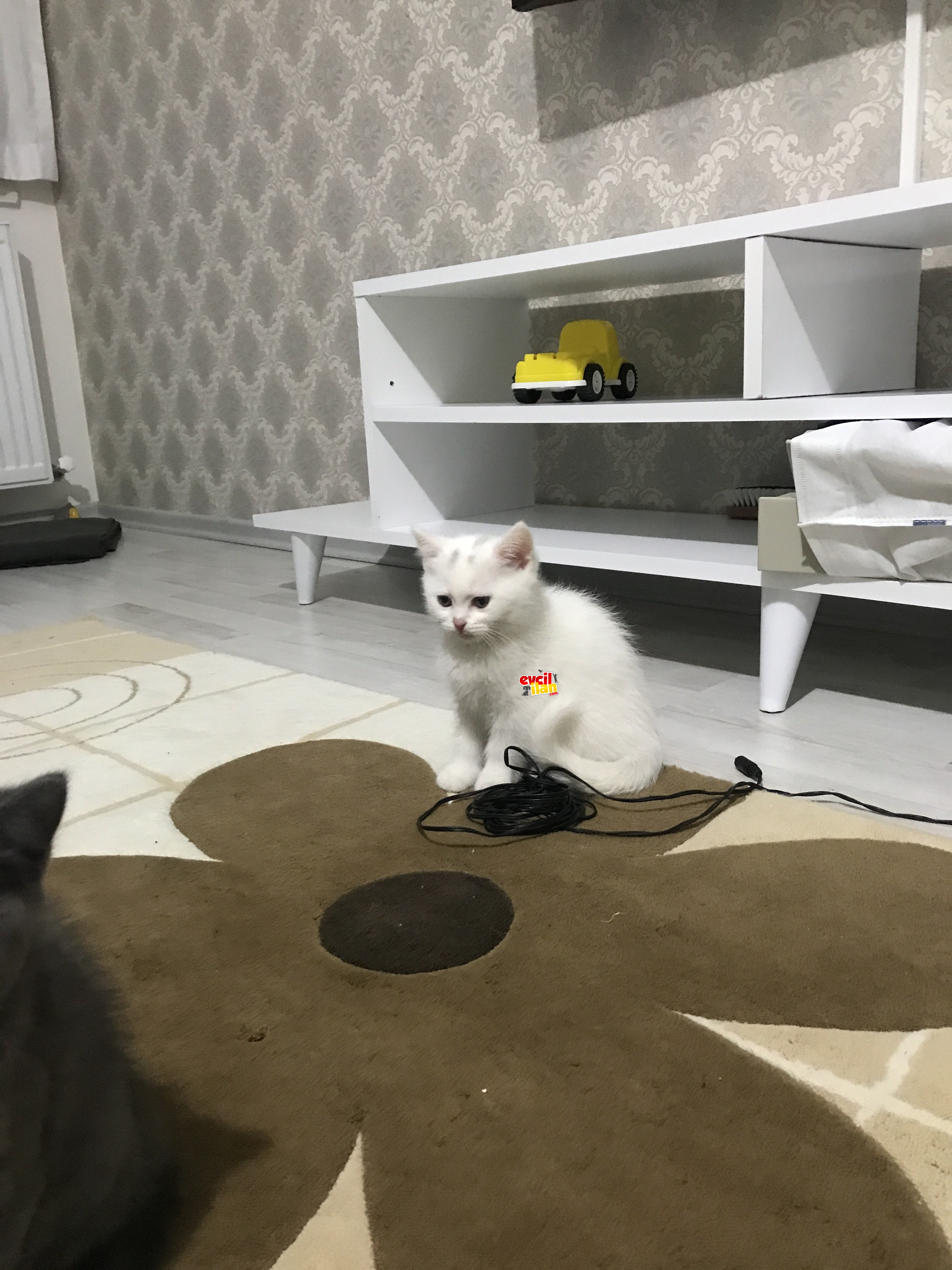 2 aylık safkan british ikiside erkek