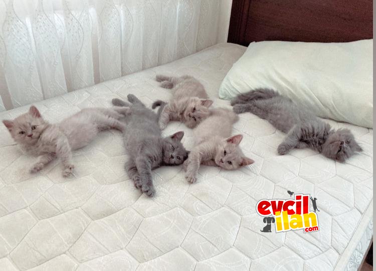 SEVİMLİ OYUNCU BRİTİSH YAVRULARI