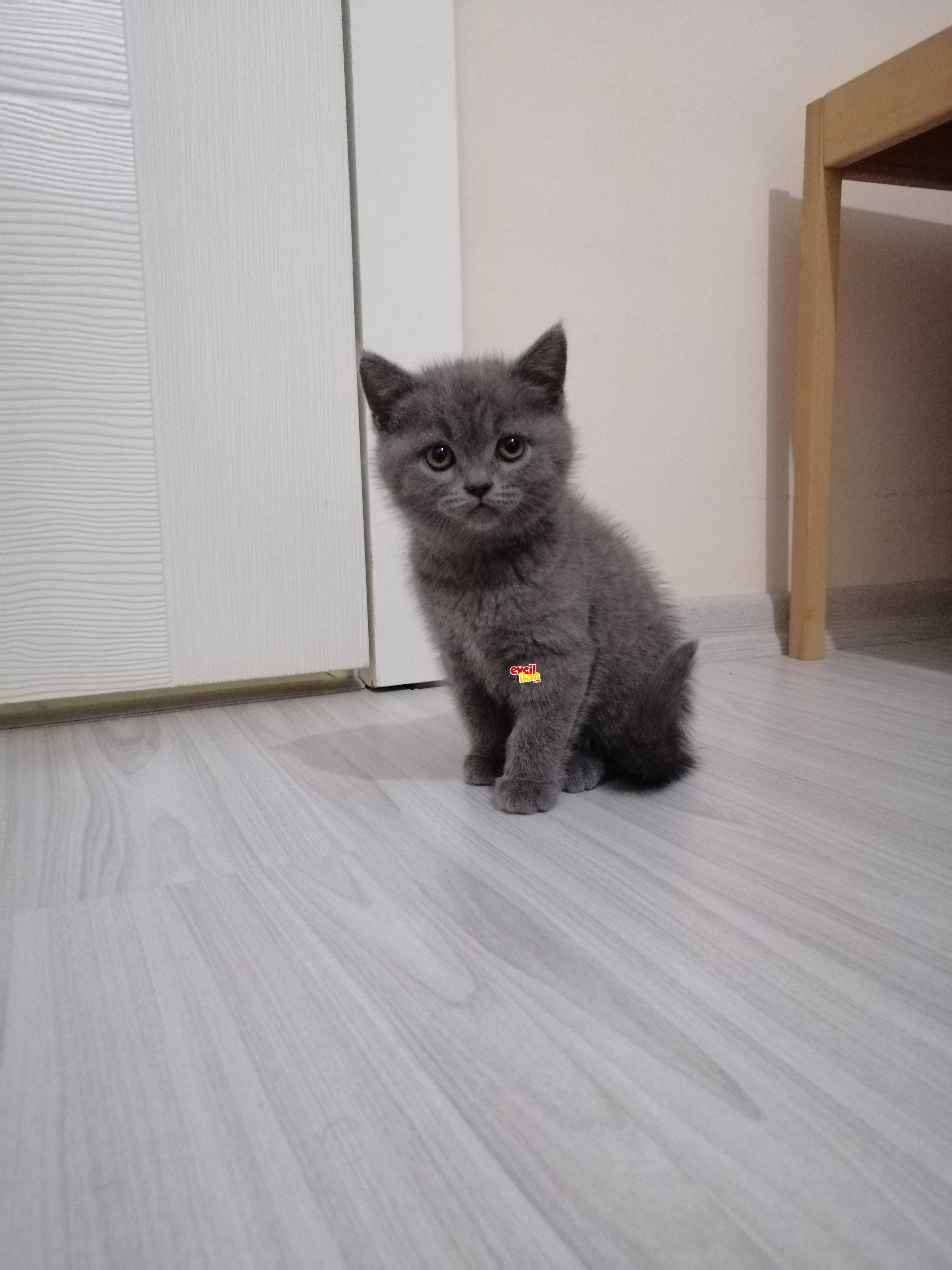 2 aylık Safkan british shorthair 