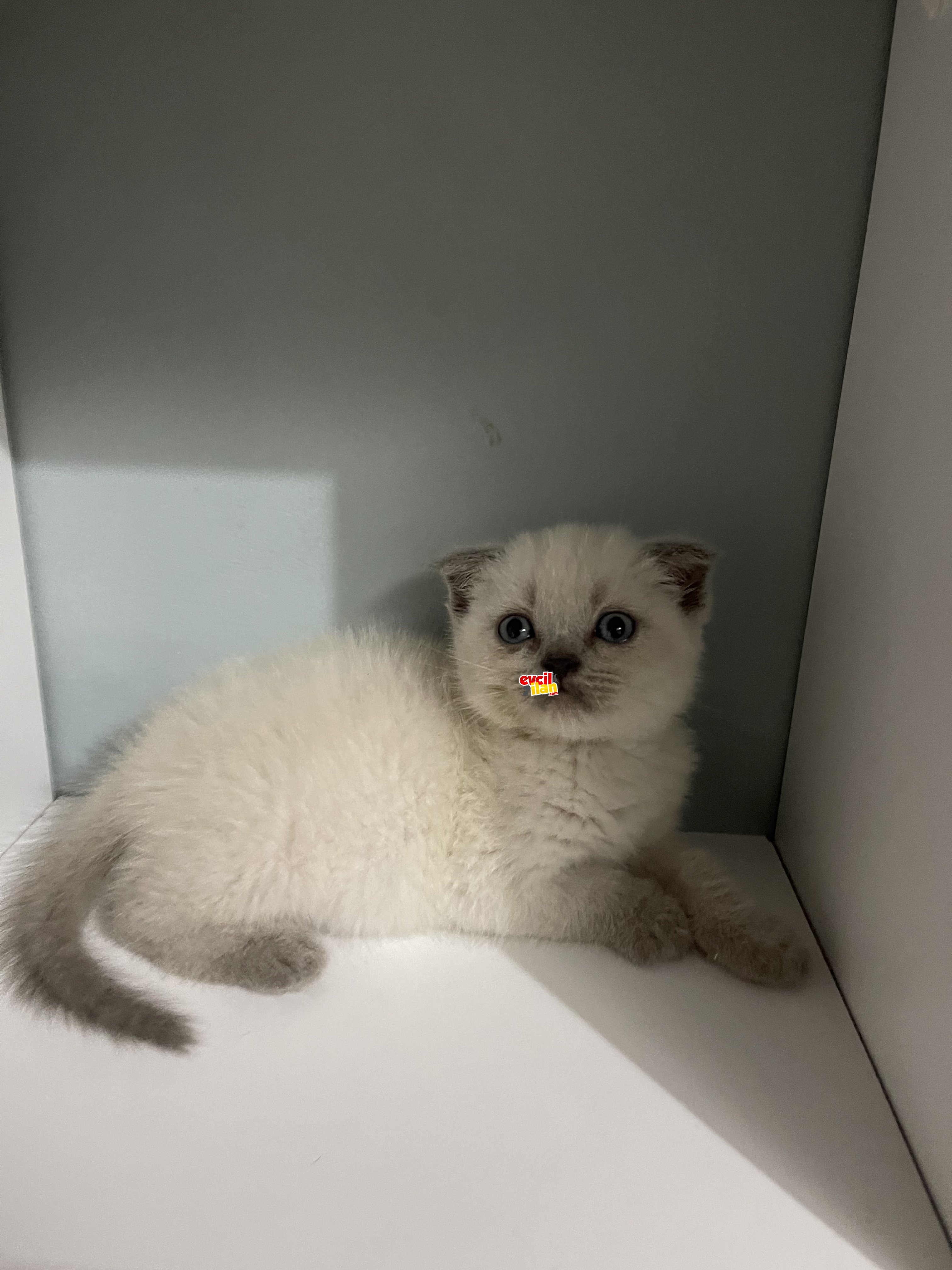 2 aylık scottish fold blue point yeni evine gitmeye hazır