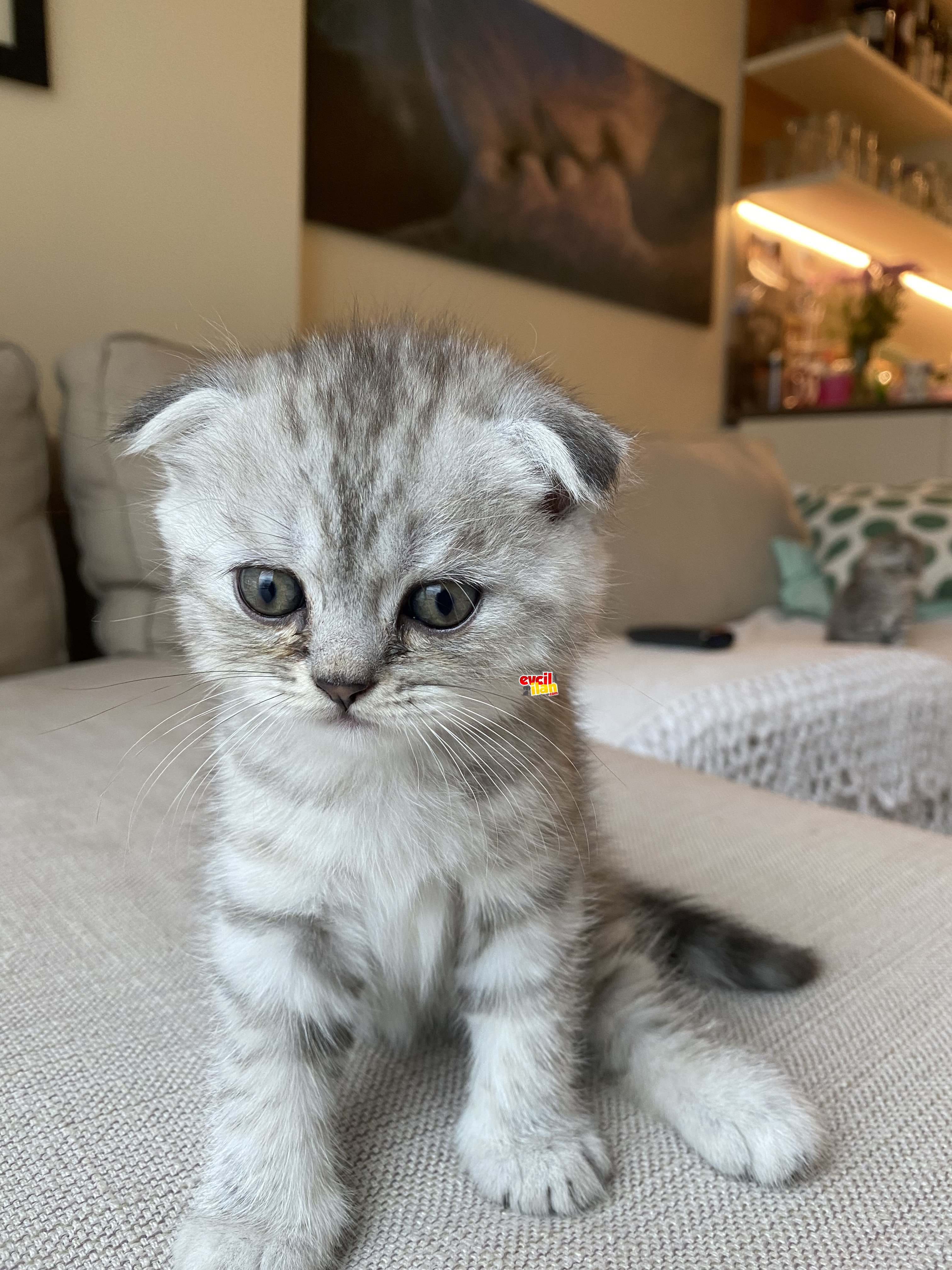 2 aylık Scottish fold erkek son 1 tane 