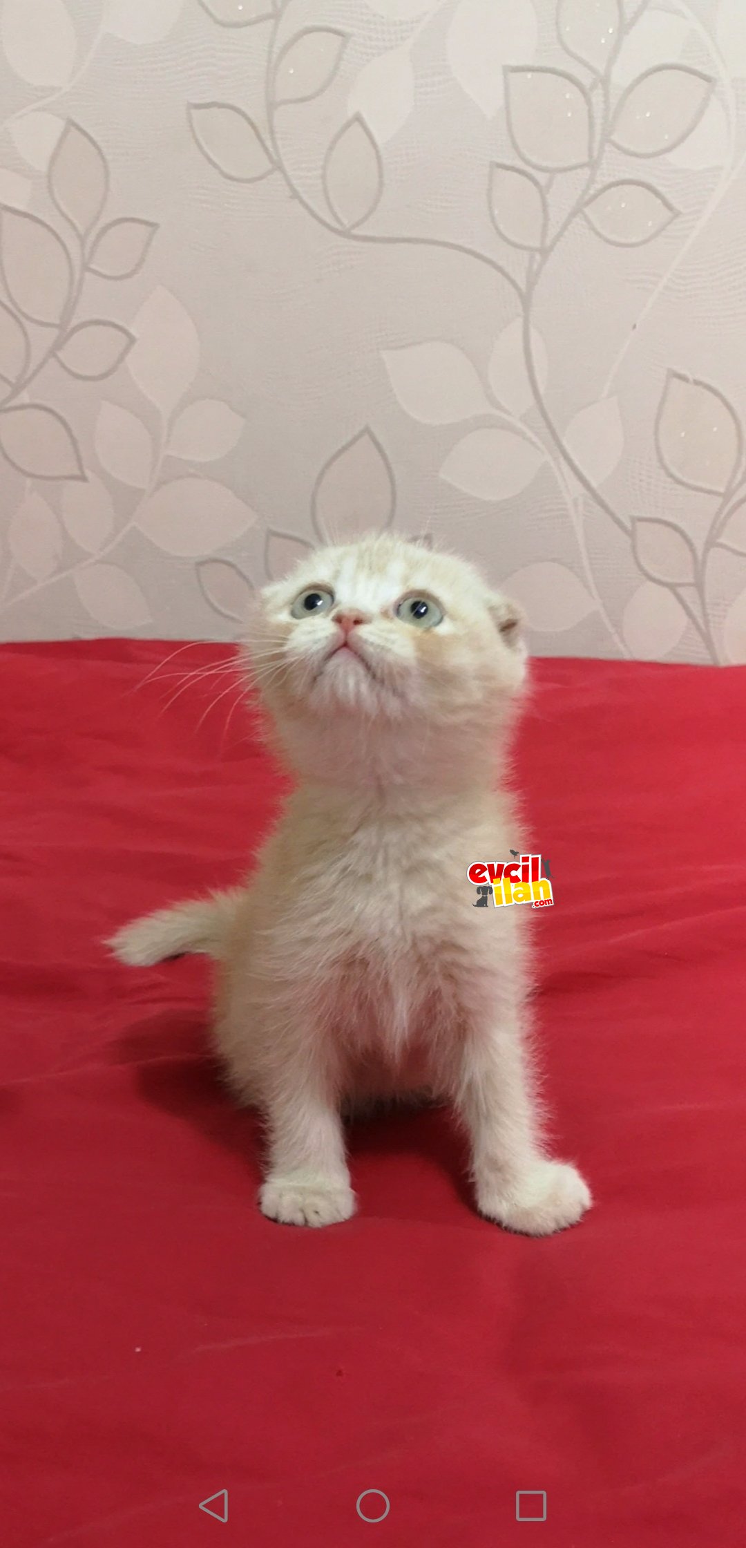2 aylık Scottish Fold Lilac