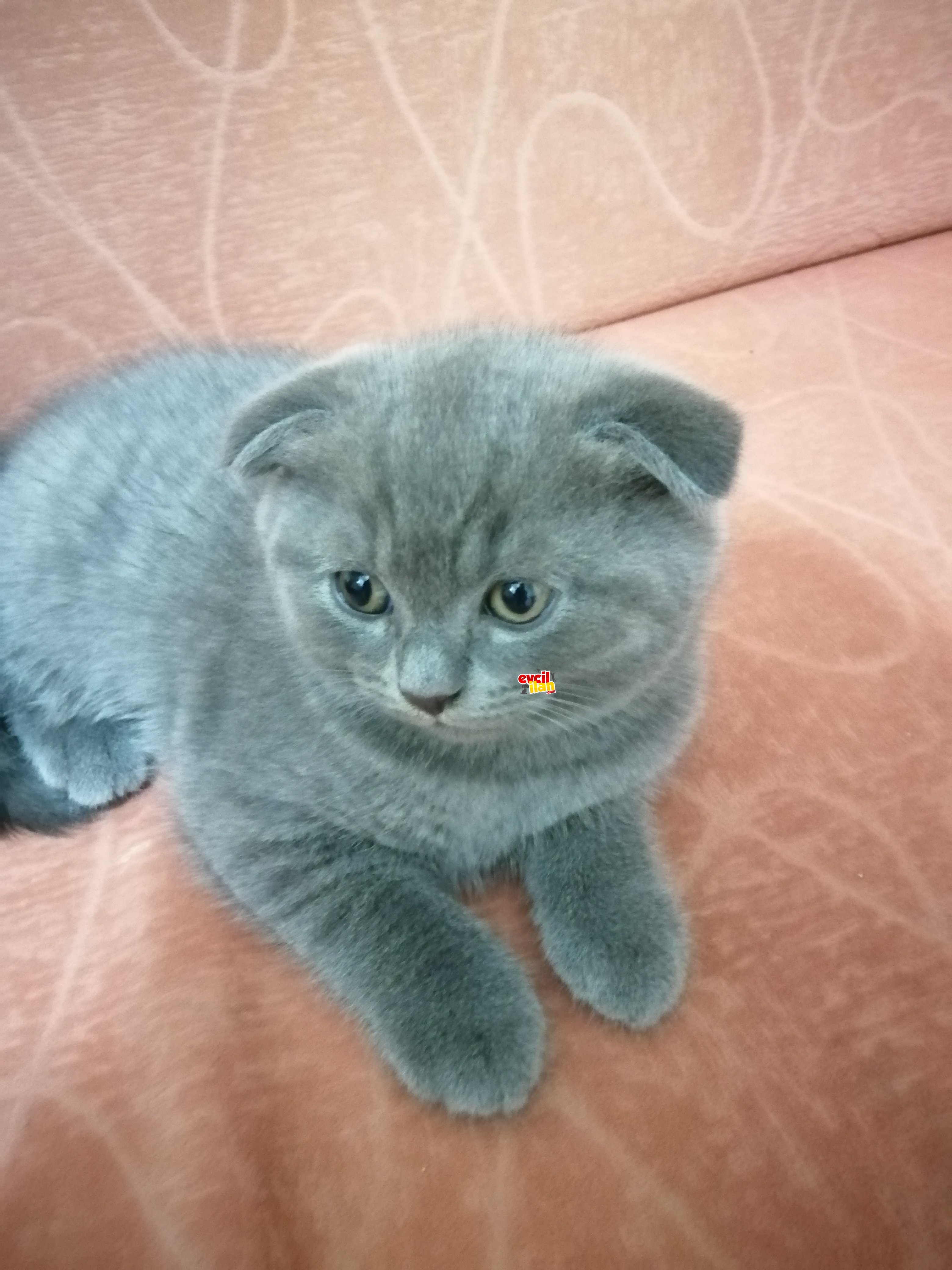 2 Aylık Scottish Fold Yarumuz (Gri) Yeni Ailesini Arıyor