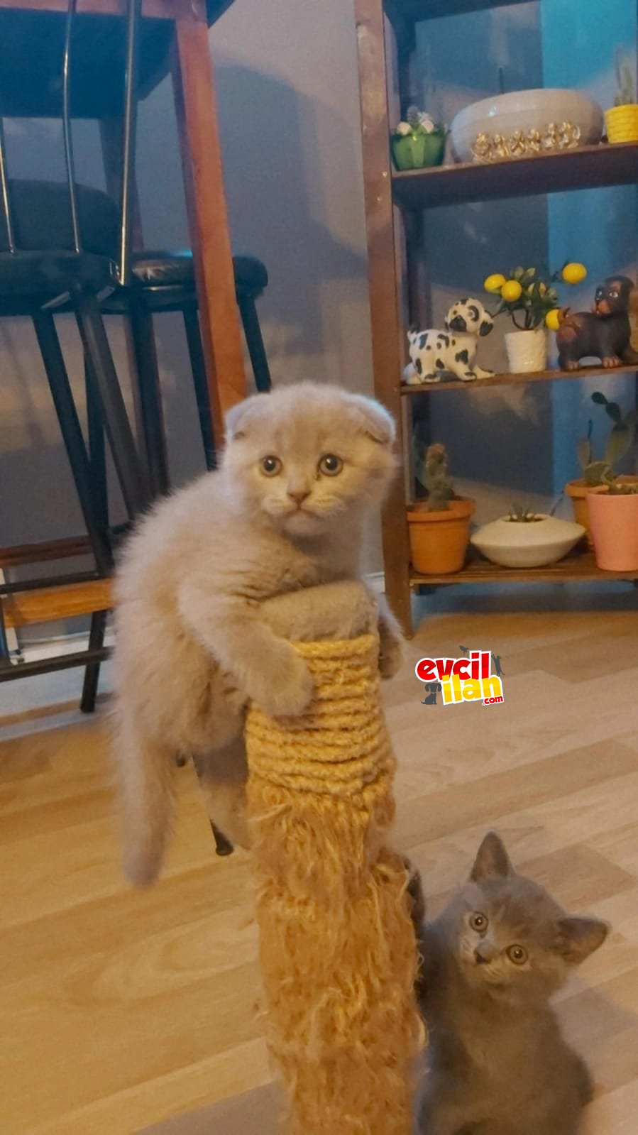 2 Aylık Scottish Fold Yavrular