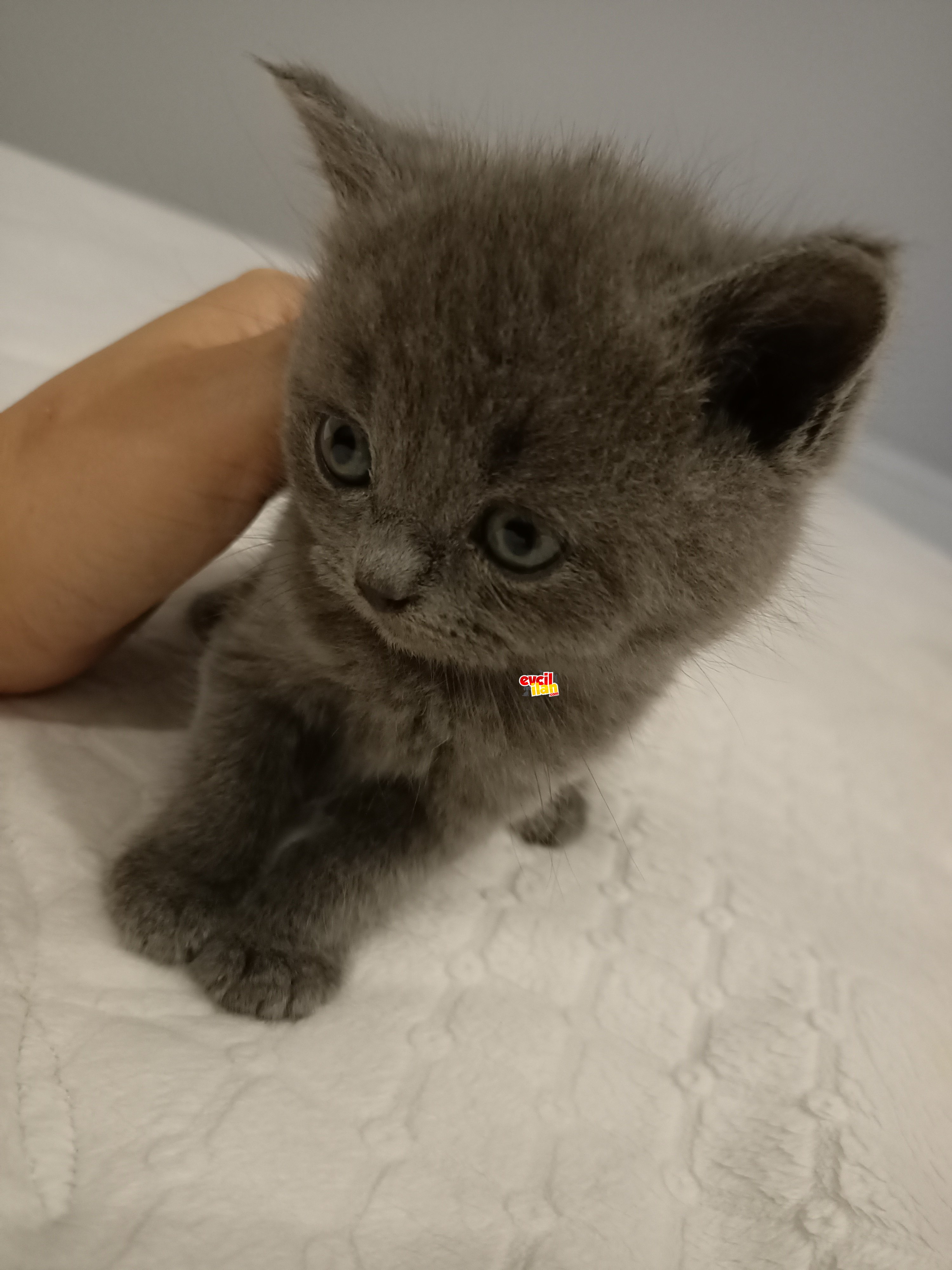 2 aylık Scottish Fold yavruları