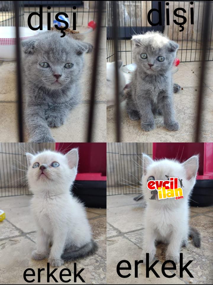 2 AYLIK SCOTTİSH FOLD YAVRULARIMIZ