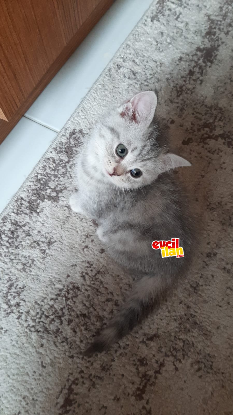 2 aylık tatlı bebekler