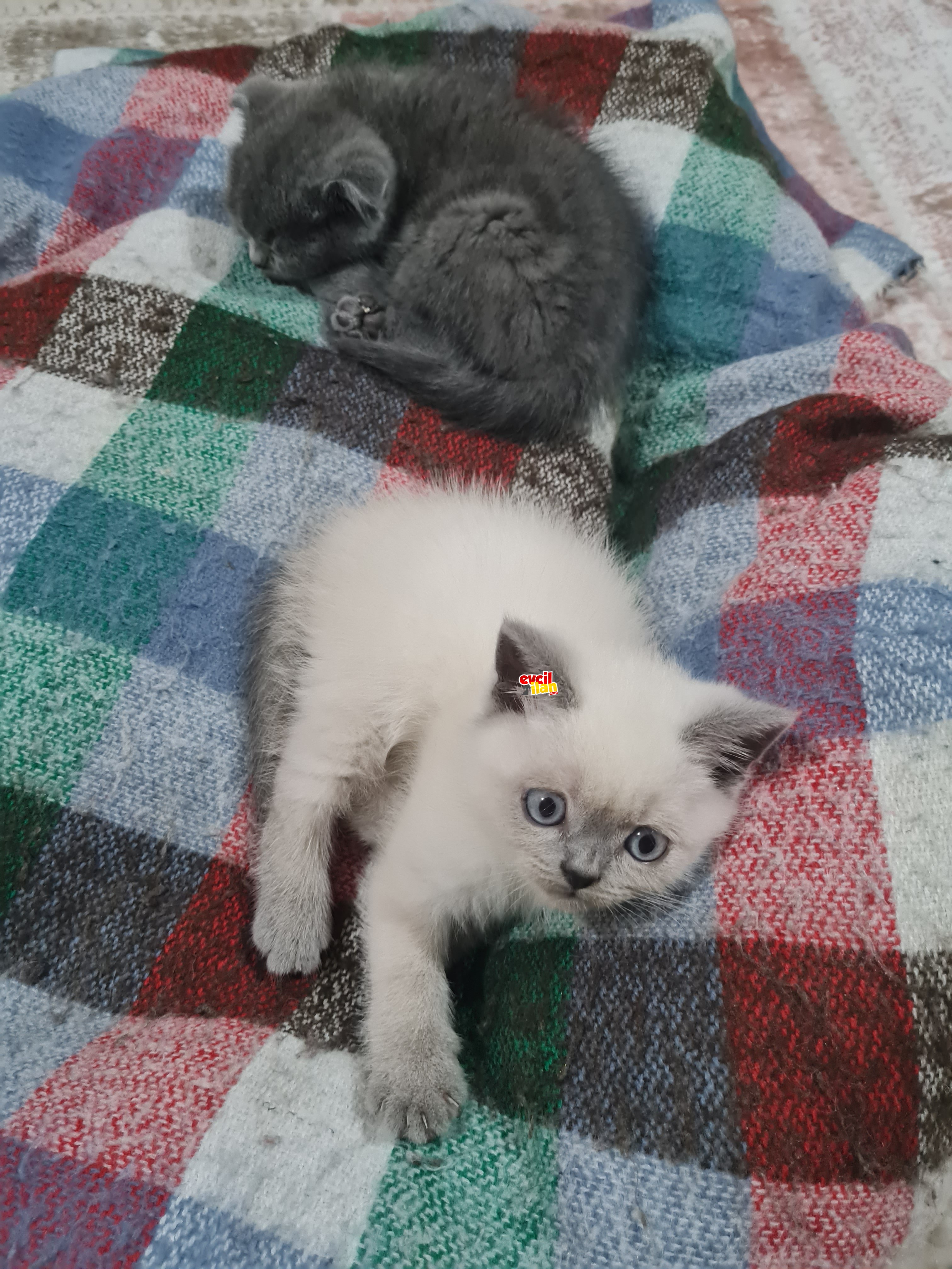 2 aylık tatlı british yavrular