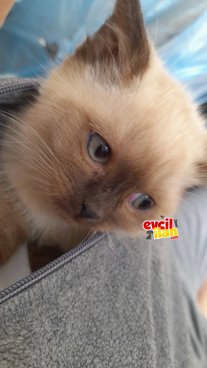 2 aylık tuvalet eğitimli oyuncu yavruları kaçırmayın