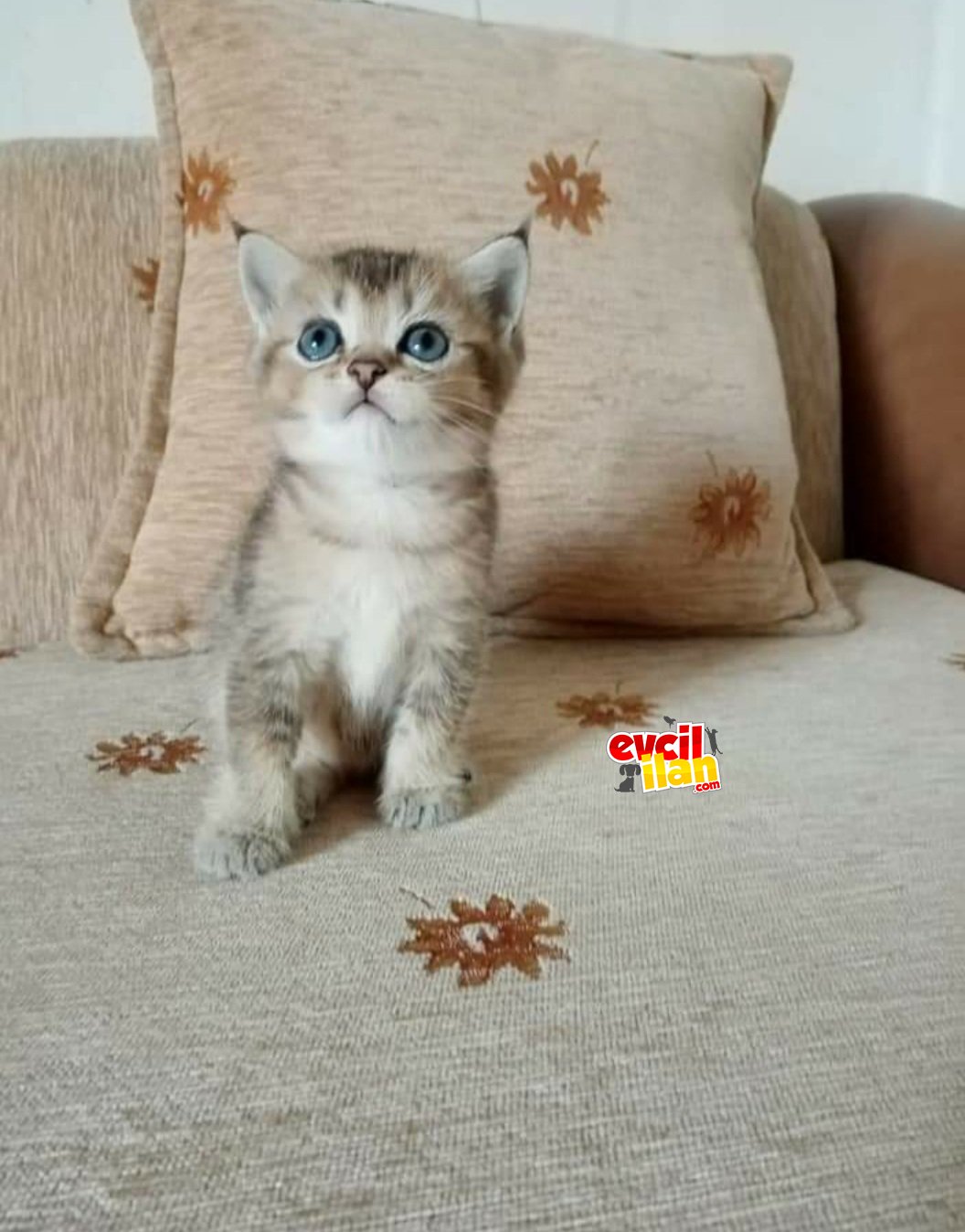 2 aylık yavru bebeğim