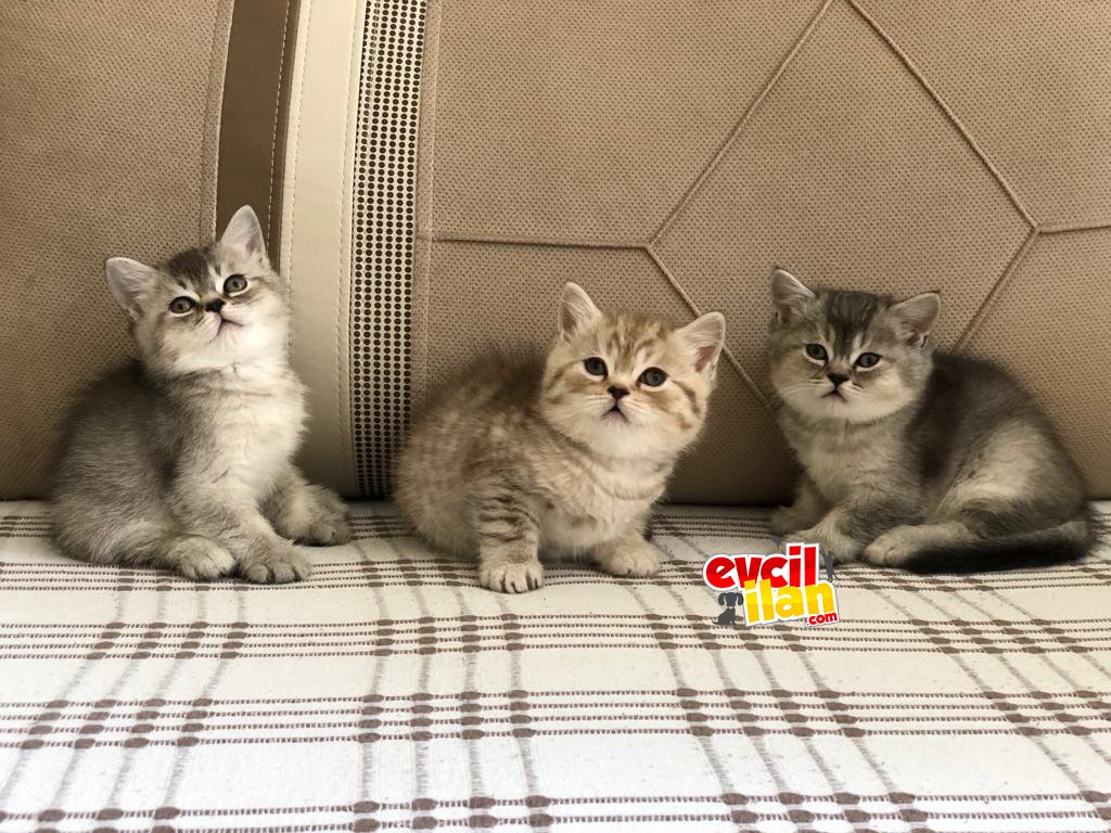 2 Aylık Yavru Biritish Shorthair - Longhair