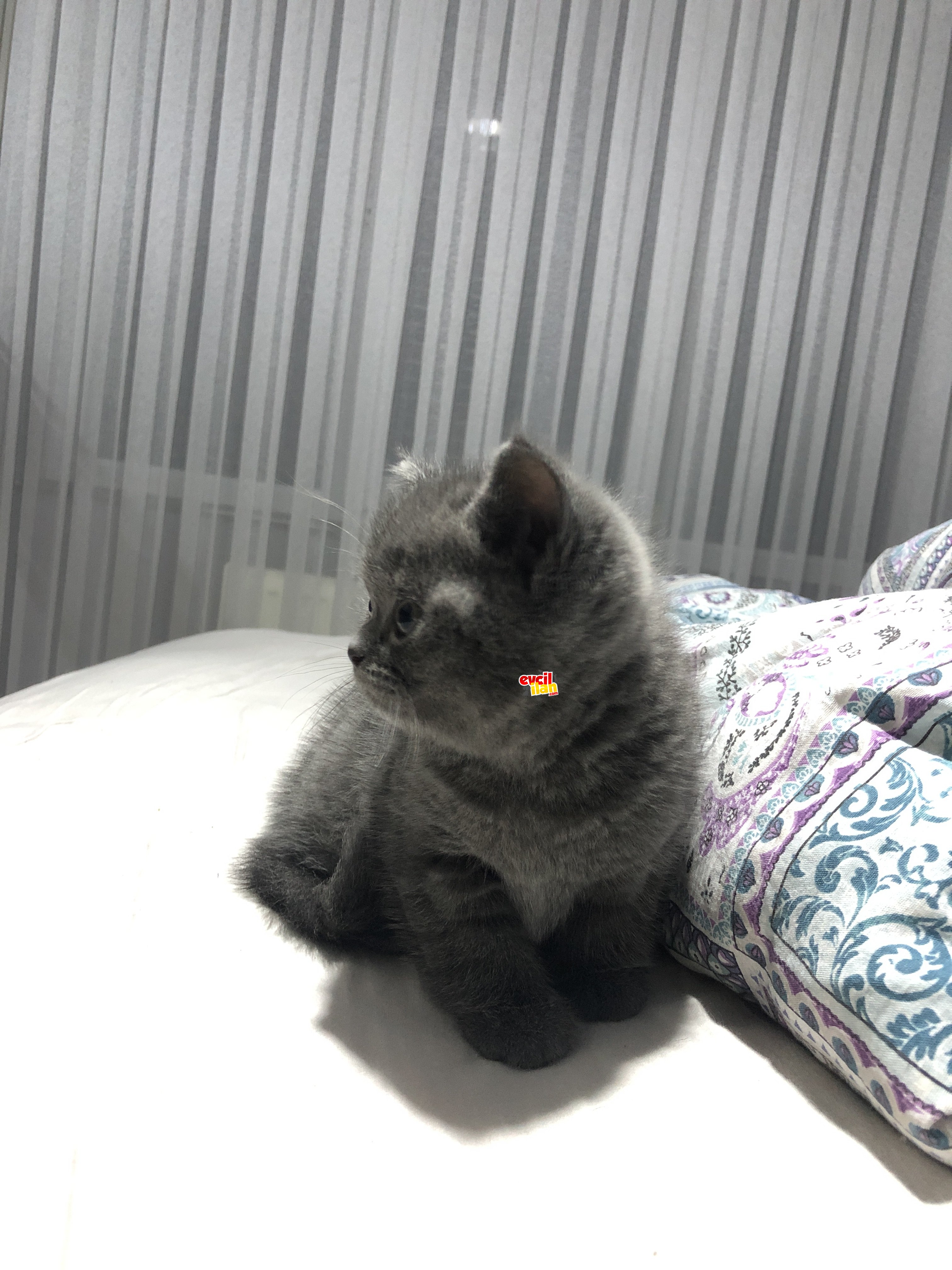 2 AYLIK YAVRU BRİTİSH KEDİMİZ :)