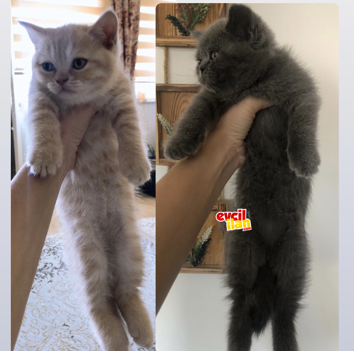 2 aylık yavru british shorthair 