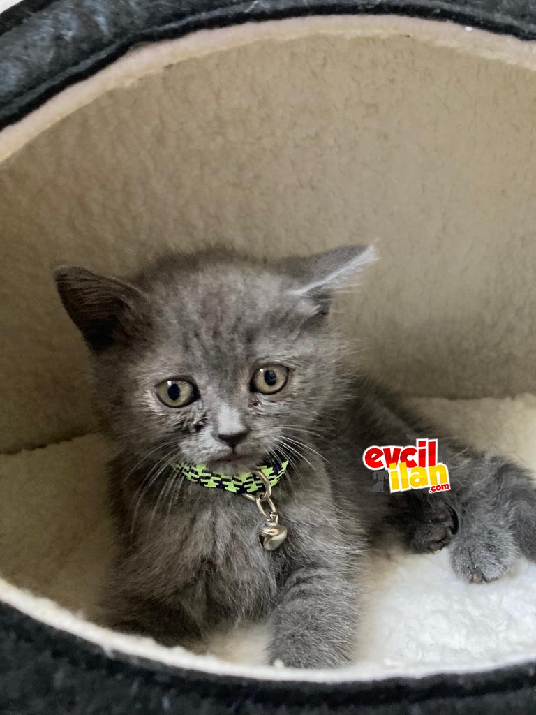 2 aylık yavru cins kedi