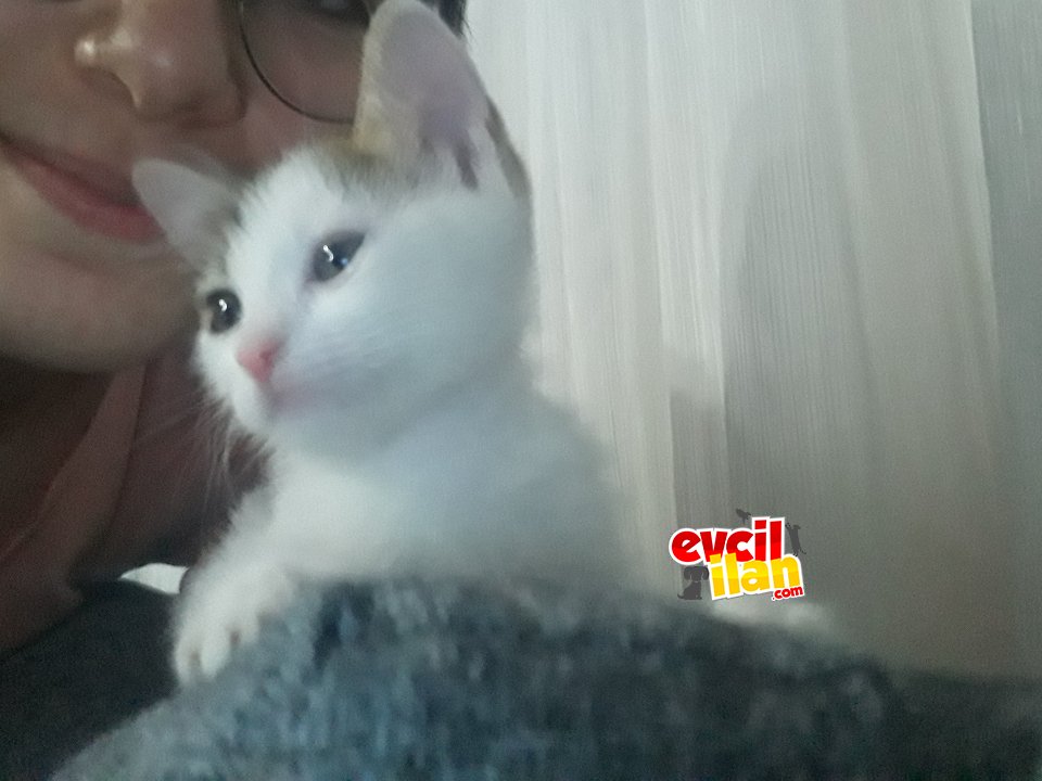 2 aylık yavru kedi ücretsiz