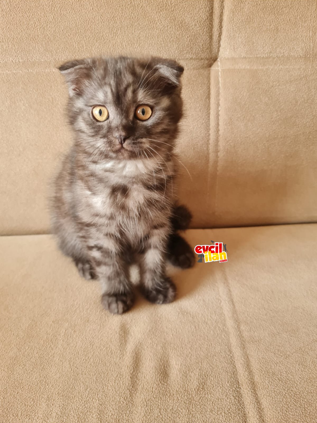 2 Aylık Yavru Scottish Fold