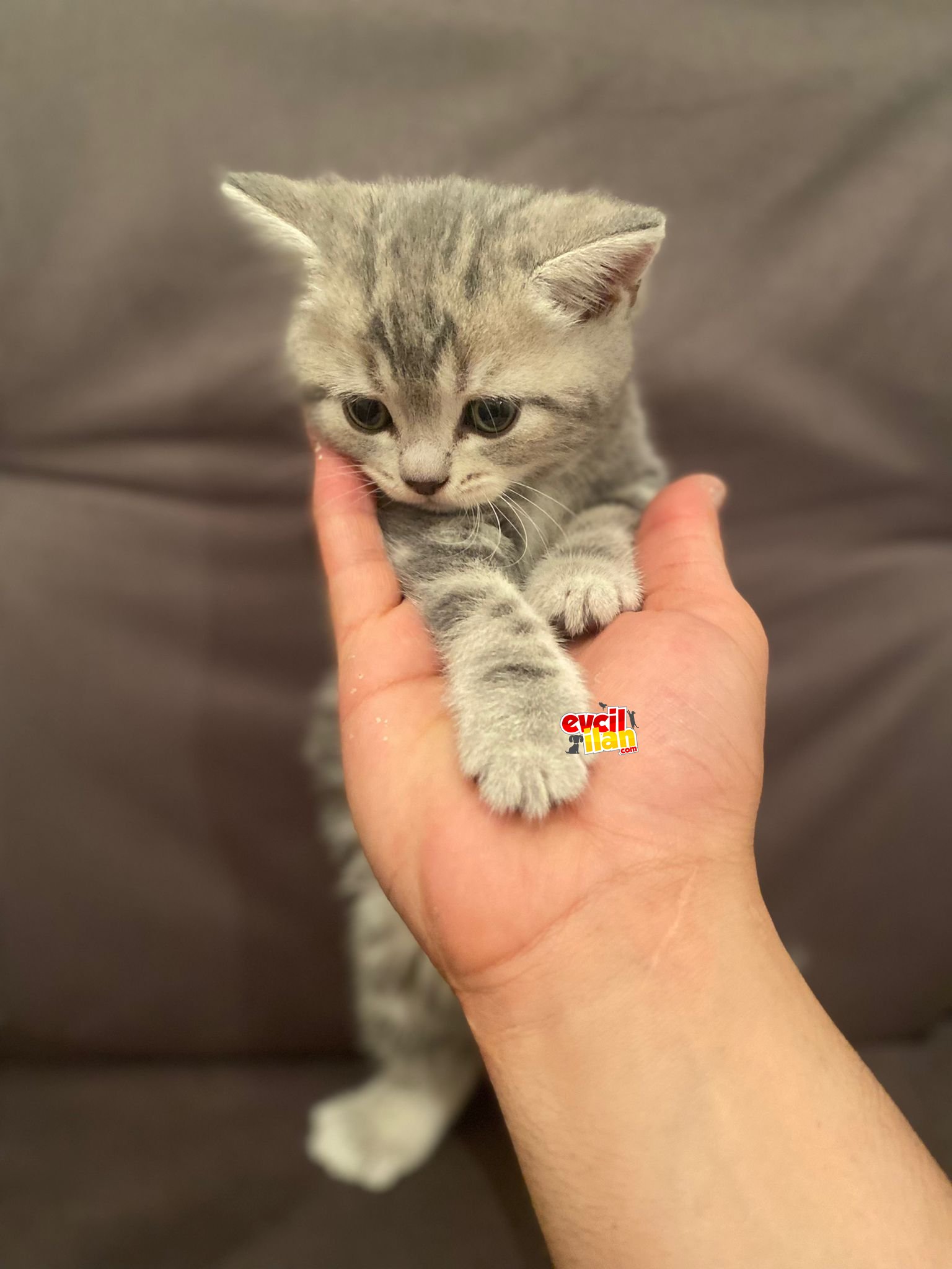 2 aylık yavru yaramaz