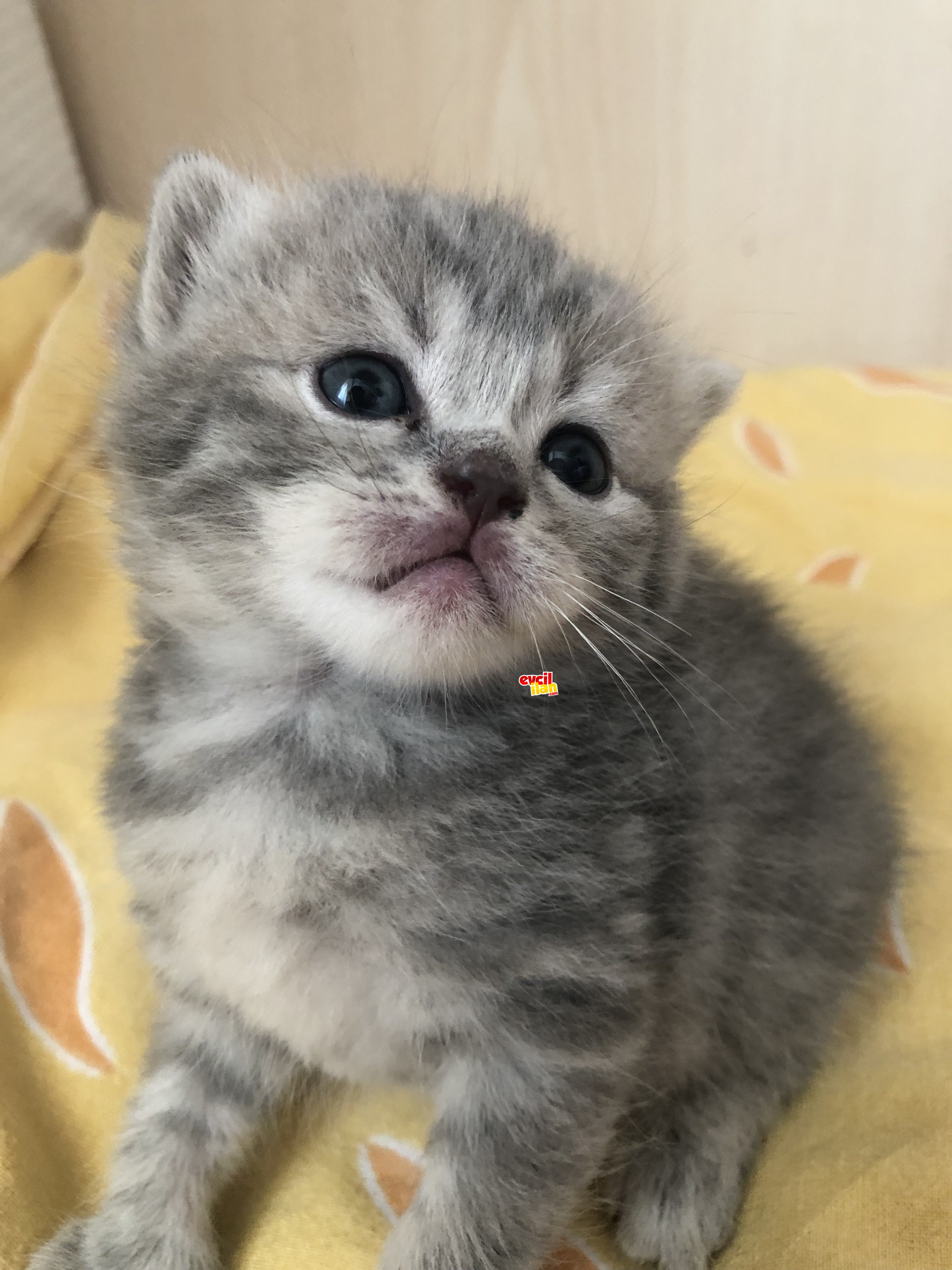 2 aylık yavrumuz yeni ailesini arıyor.