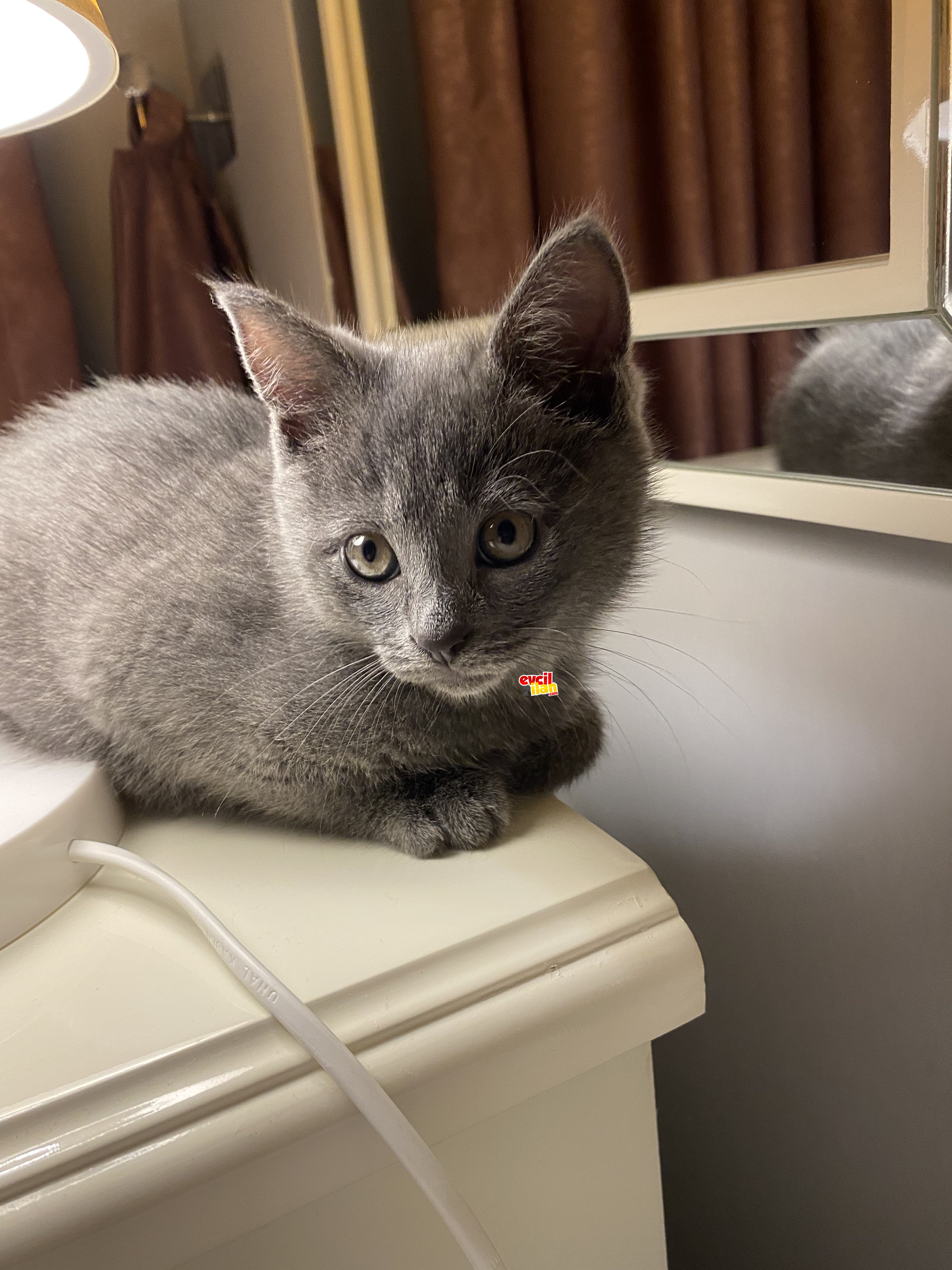 2 aylık yavrumuza ömürlük yuva arıyoruz 