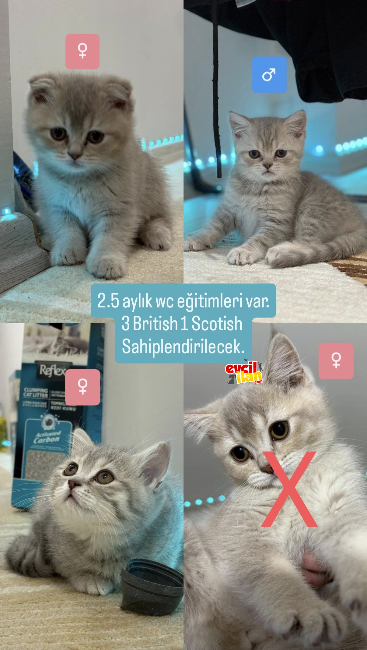 2 British 1 Scotish 