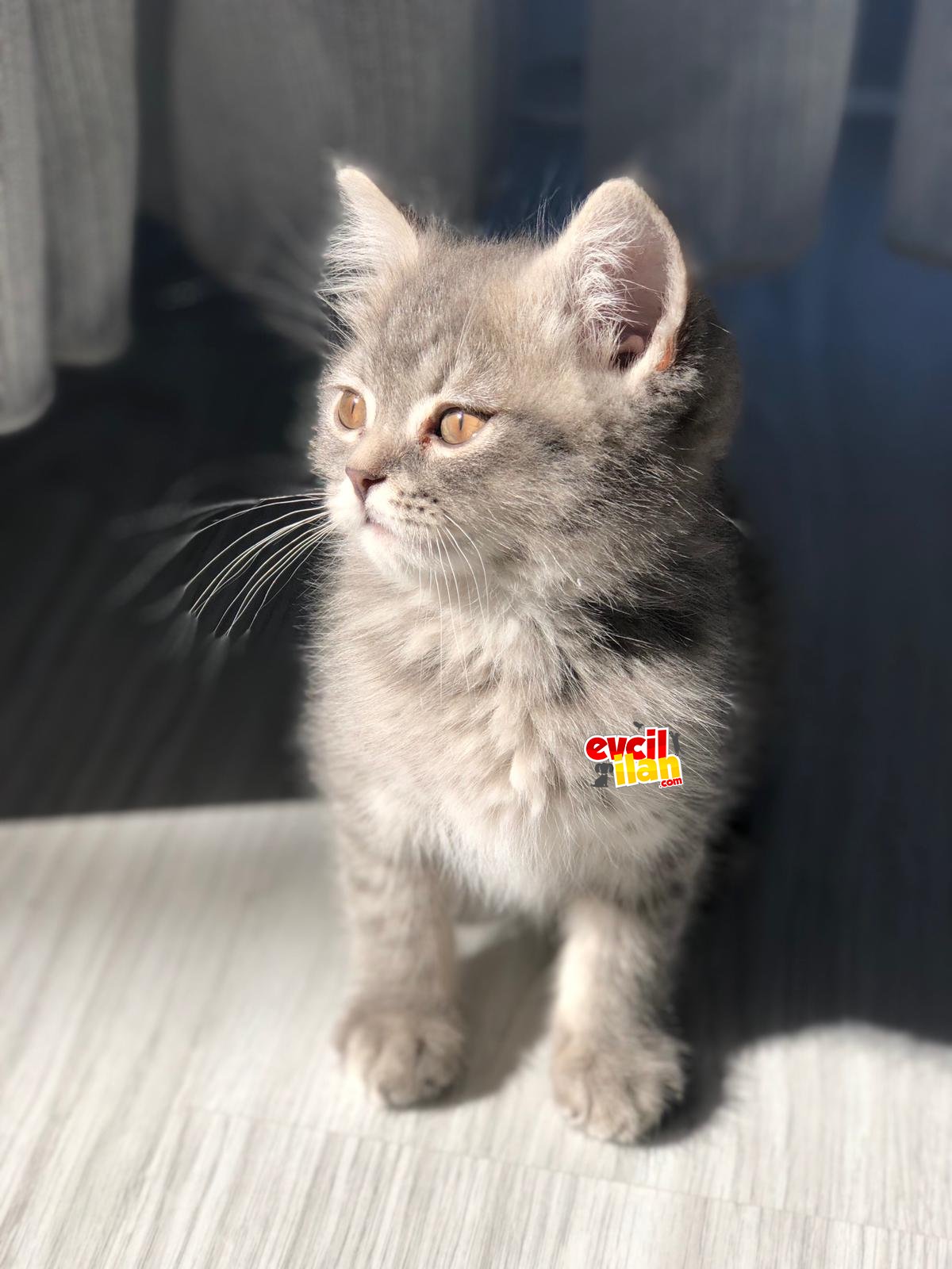 2 buçuk aylık british shorthair erkek