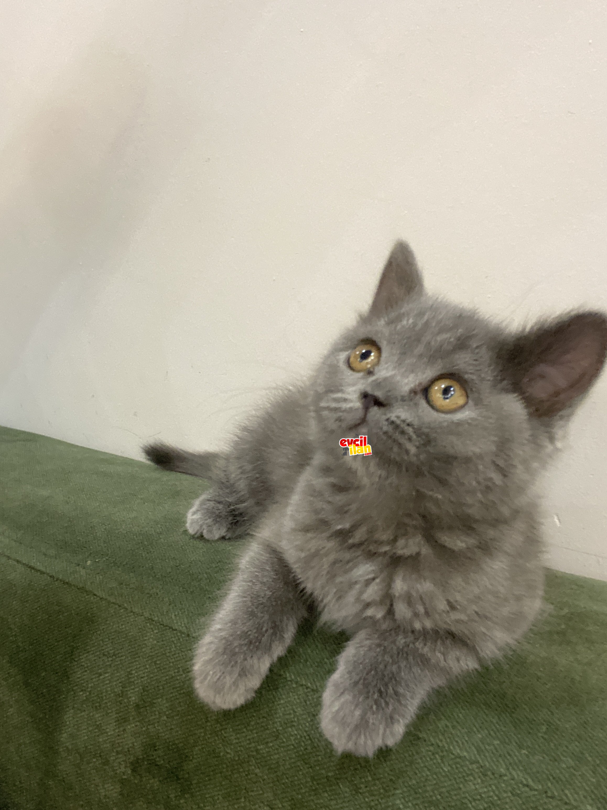 2 buçuk aylık kızımız 