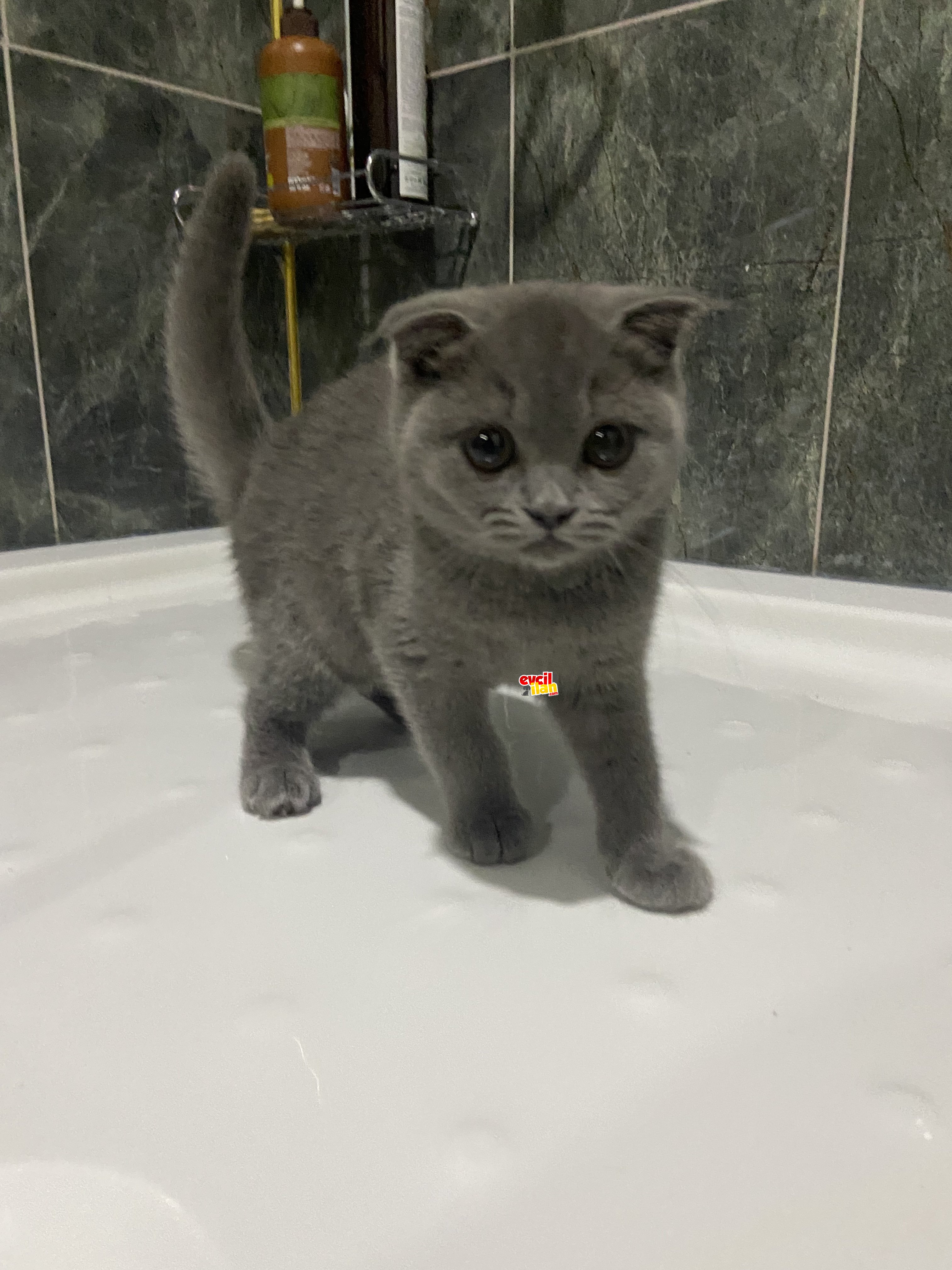 2 Buçuk Aylık Yavru Manken Scottish Fold