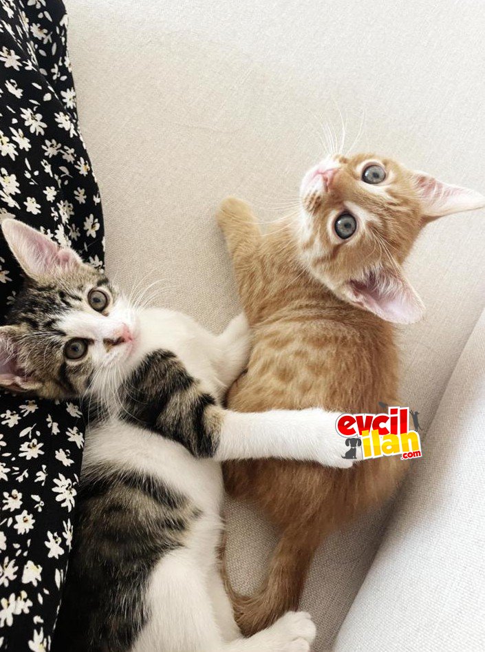 2 ERKEK KARDEŞE ACİL SICAK VE KALICI YUVA