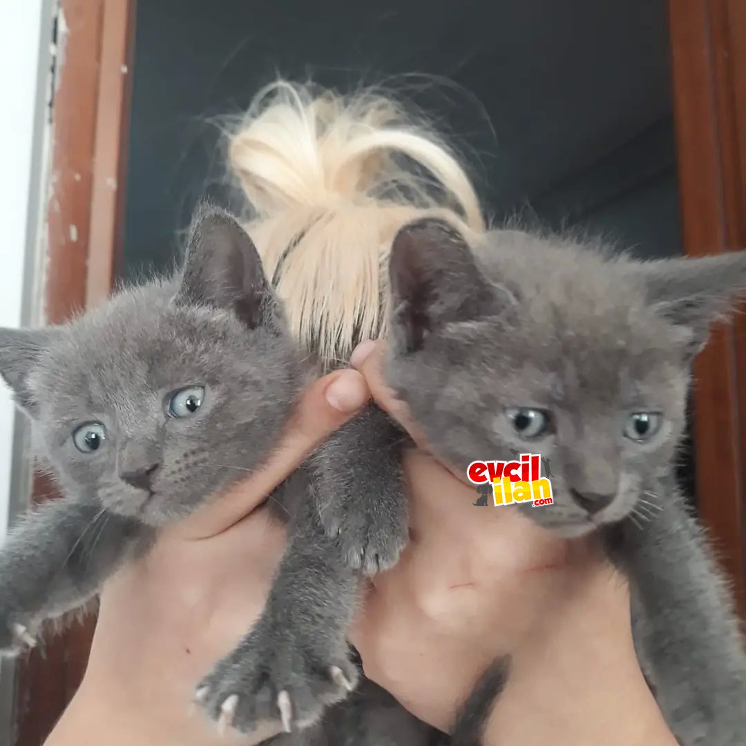 2 tane erkek 