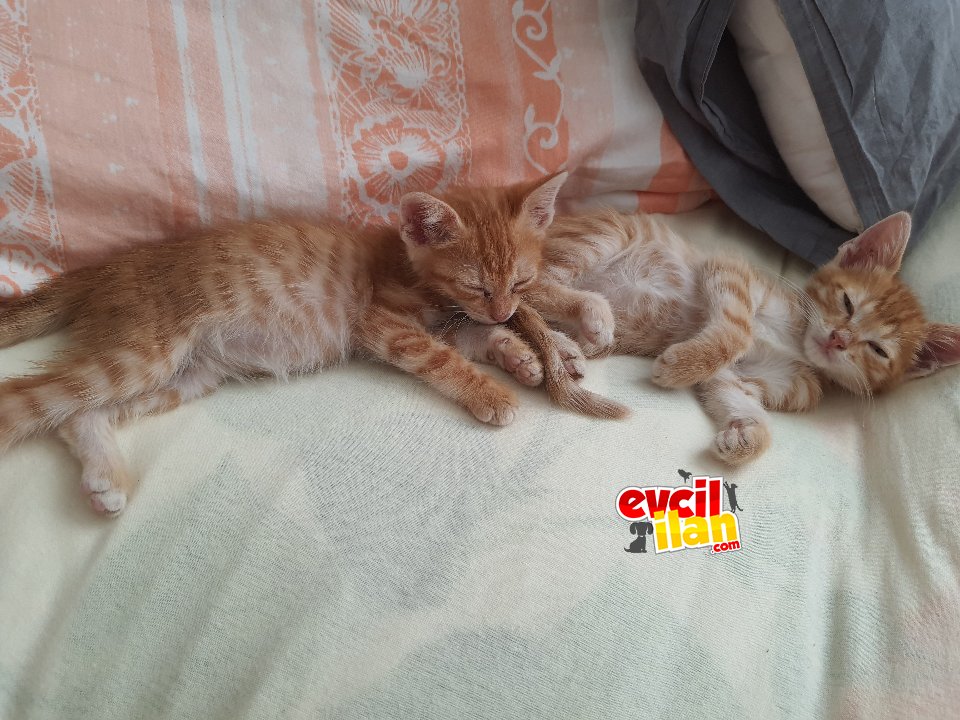 2 tane sarman bebek kedi annesi ölmüş acil ev aranıyor