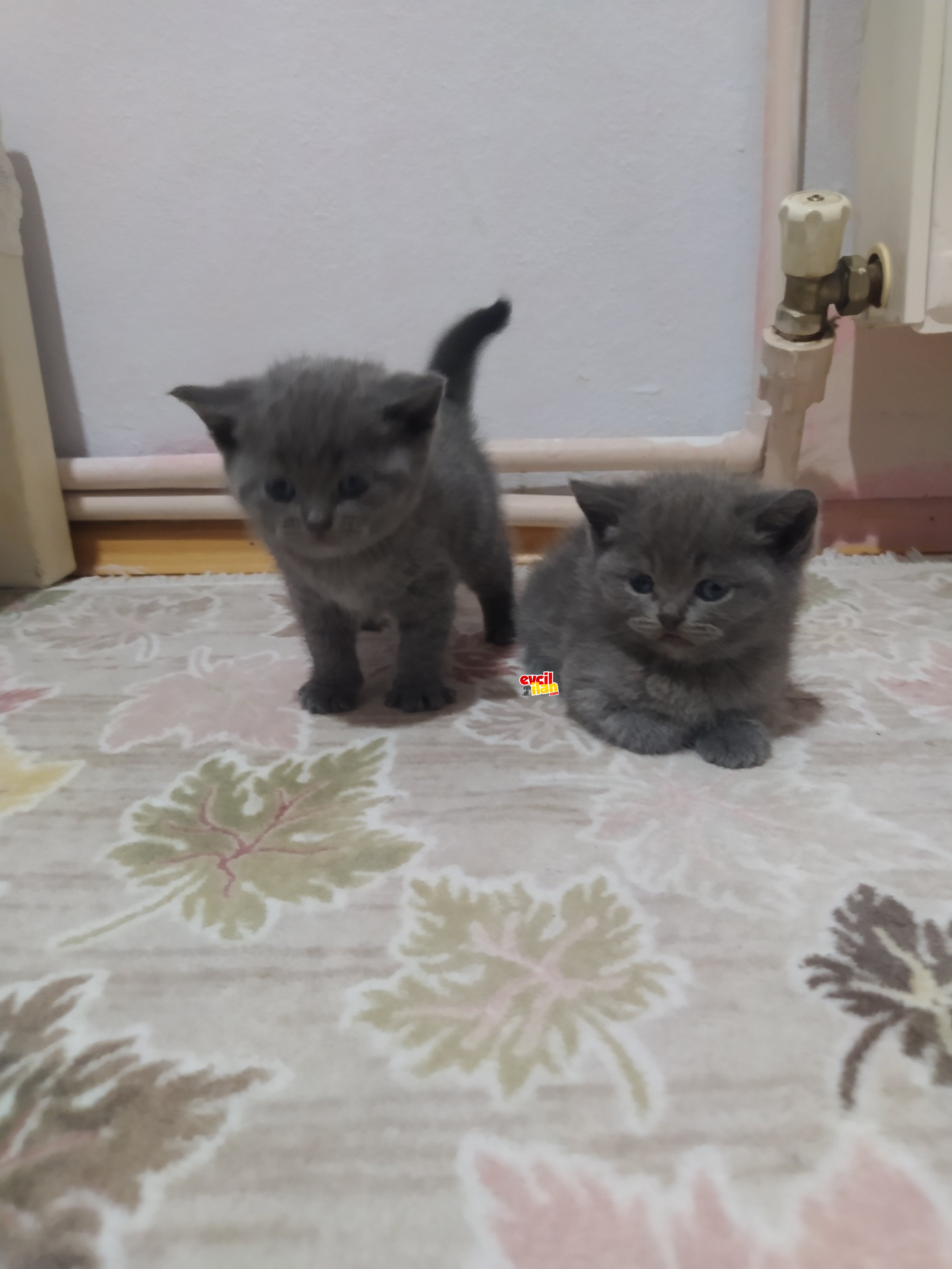 2 tane yavrumuz var görüşülür