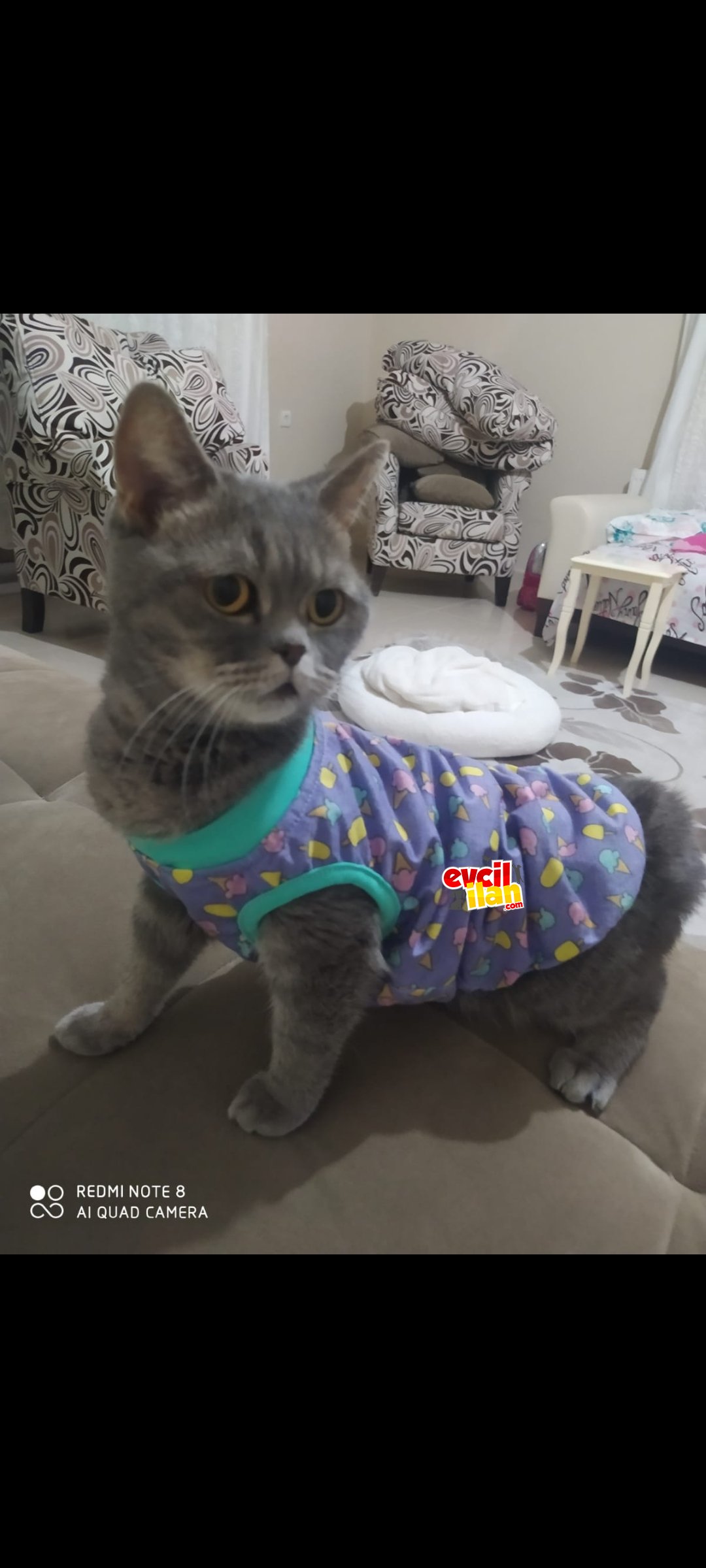 2 yaşında bütün aşıları ve eğitimleri tamam 